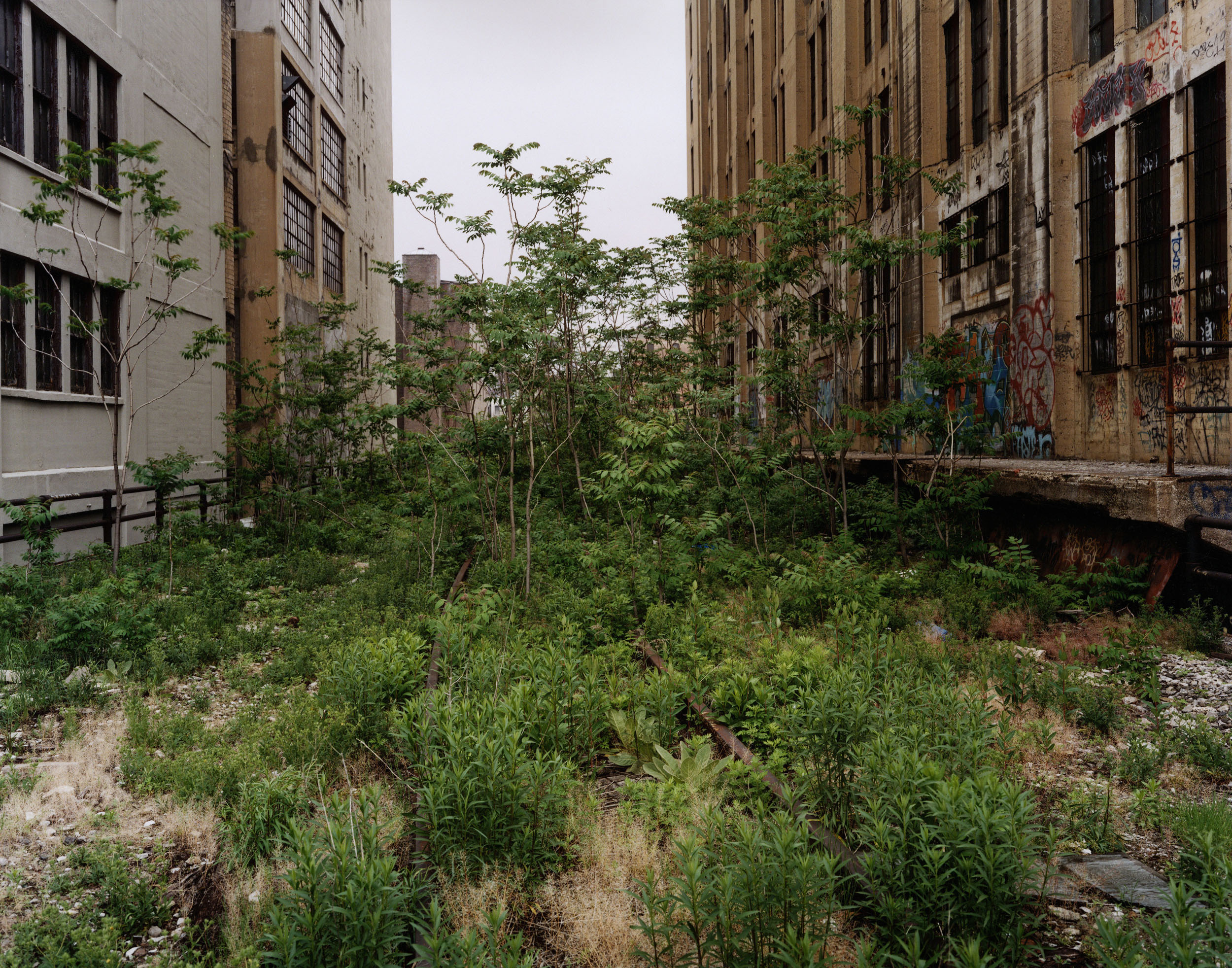 Ailanthus Trees, 25th Street, May 2000