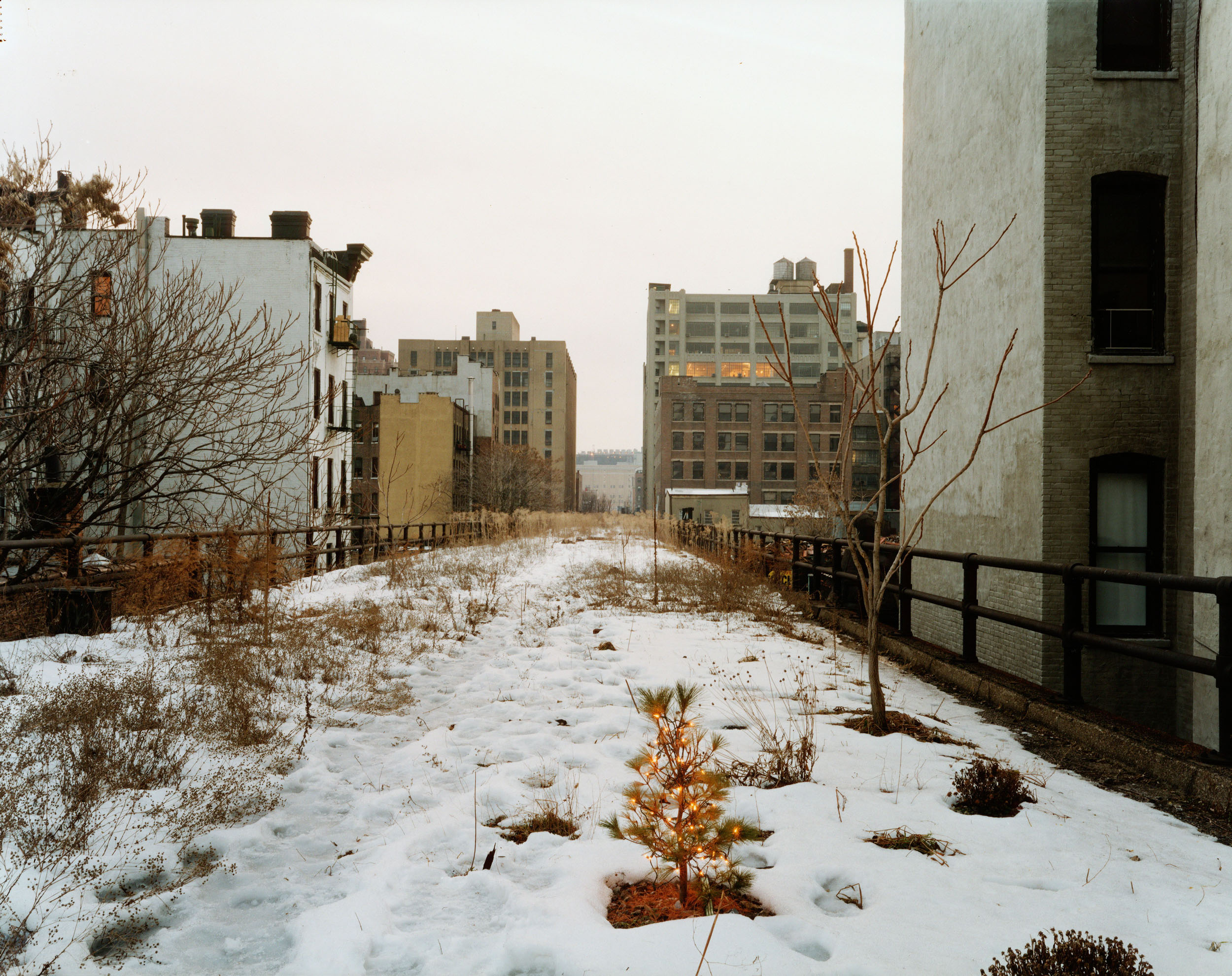 Ken Robson's Christmas Tree, January 2001