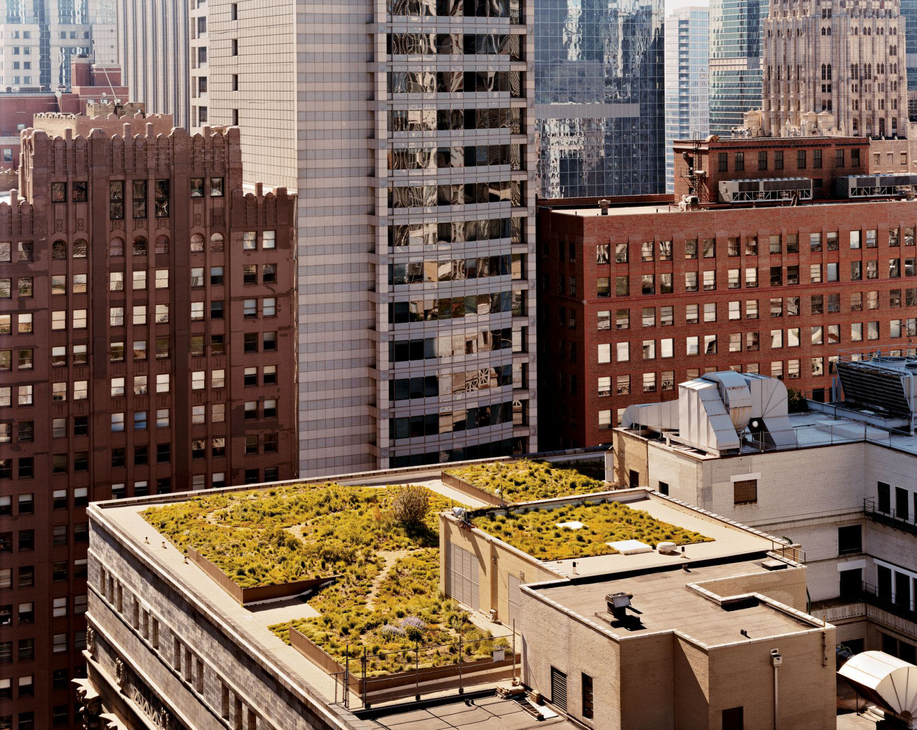 Garden Roof, City Hall, Chicago, May 2005