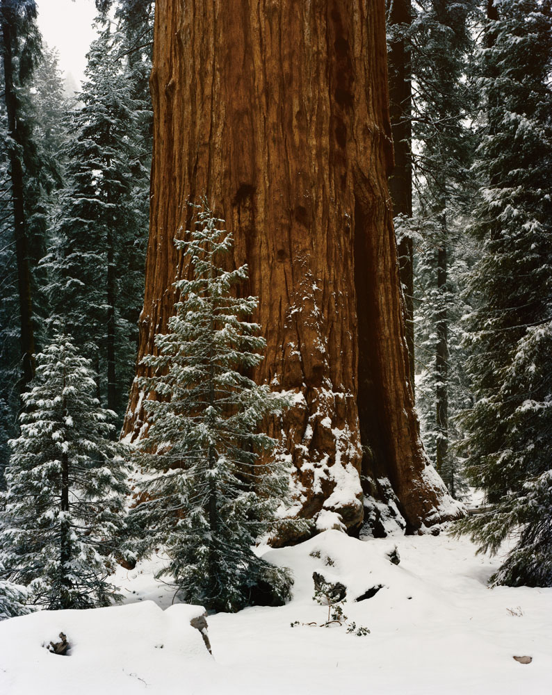 The General Sherman Tree, Sequoia National Park, California, January 1994.