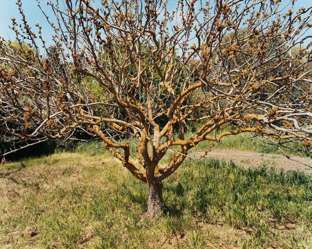 A Male Pistachio Tree in Bloom, Village Homes, Davis, California, March 2005.