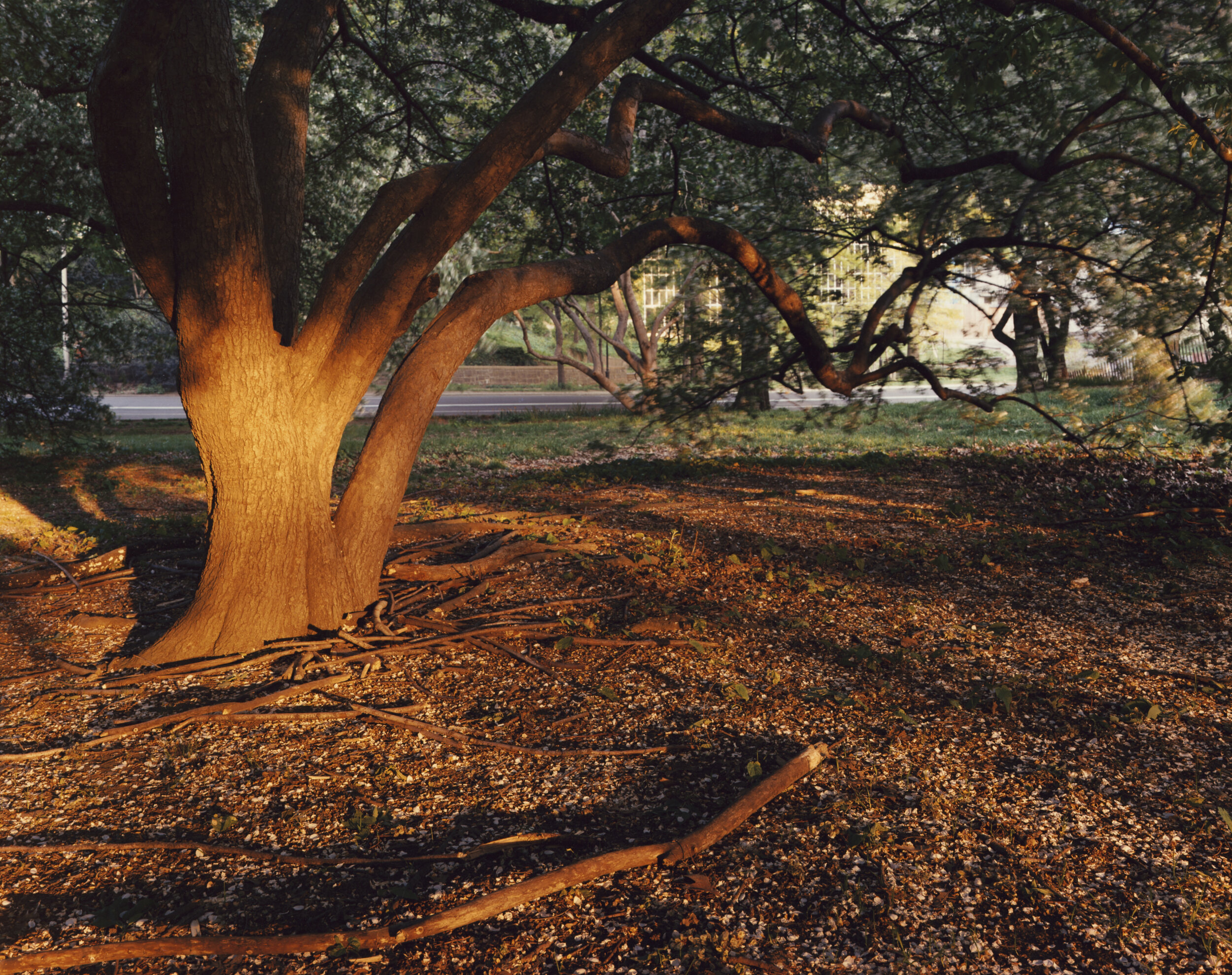 Central Park, north of the Obelisk, behind the Metropolitan Museum of Art, New York, May 1993