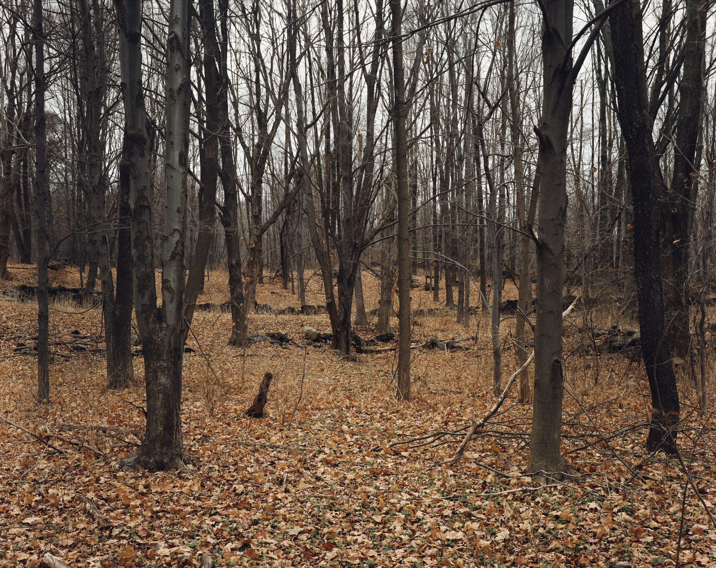 A forest behind a Park and Ride Area, Interstate 84, Patterson, New York, November 1995