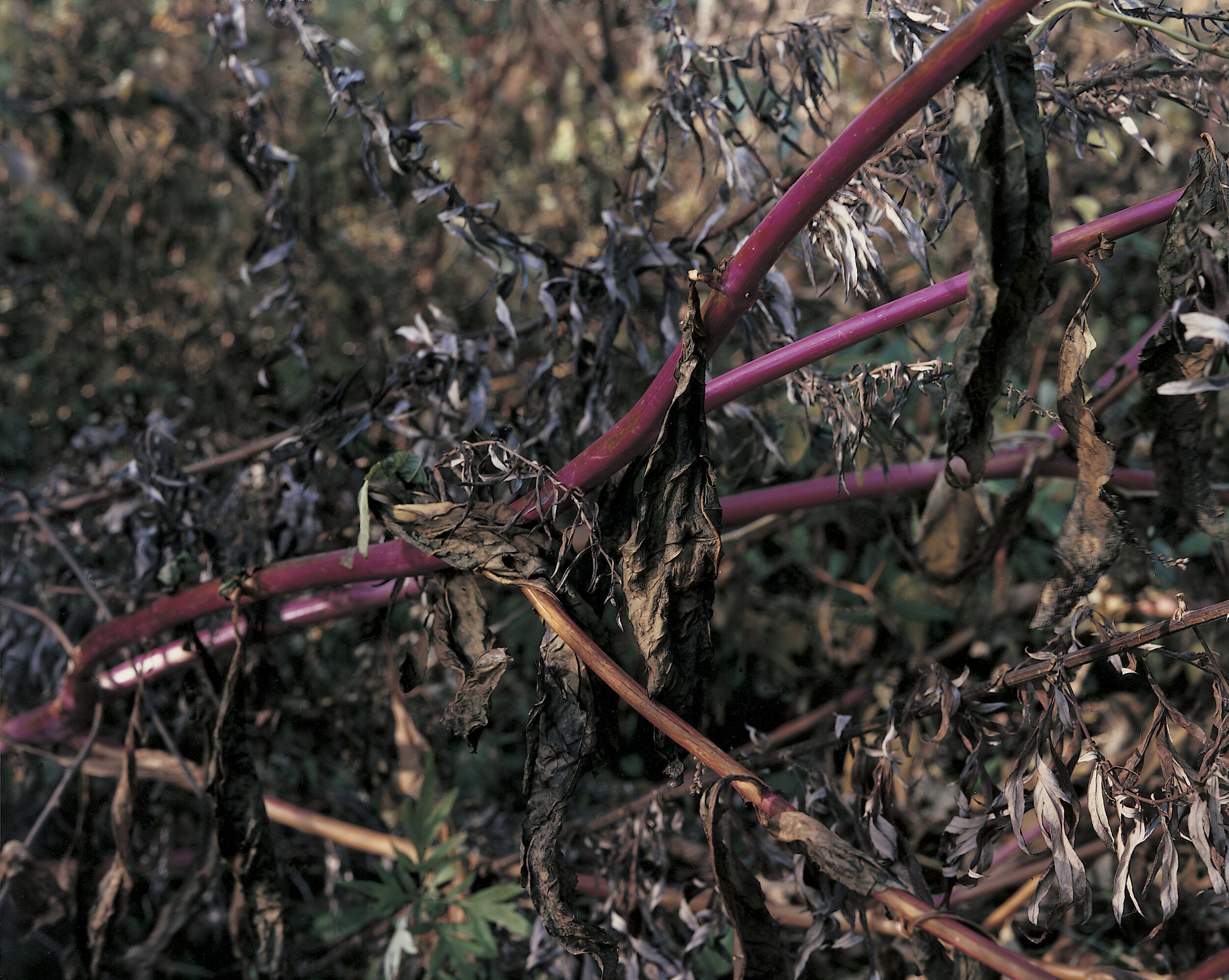 Indian Poke, Cemetery Hill, November 1992