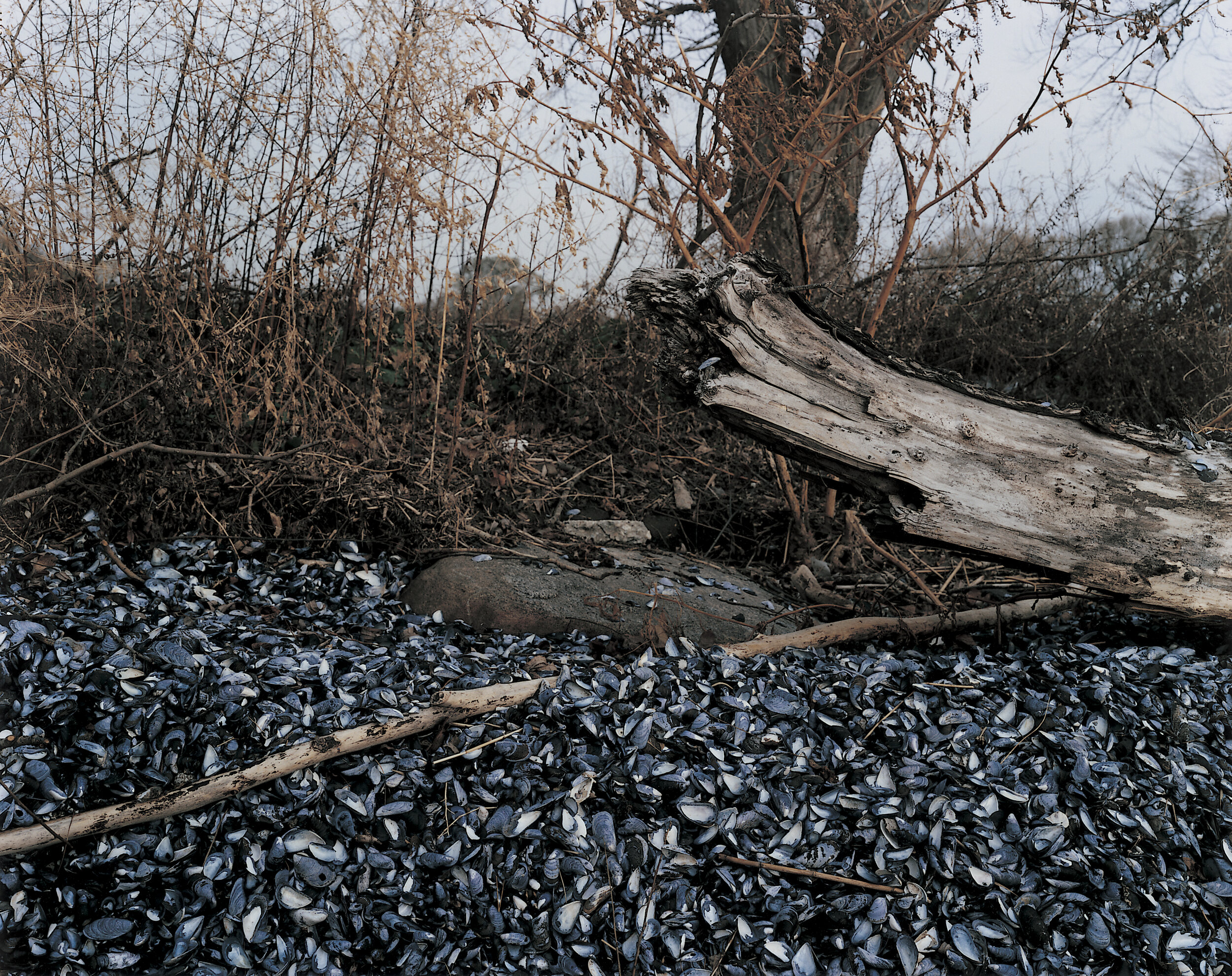 The eastern shore of Hart Island, March 1992