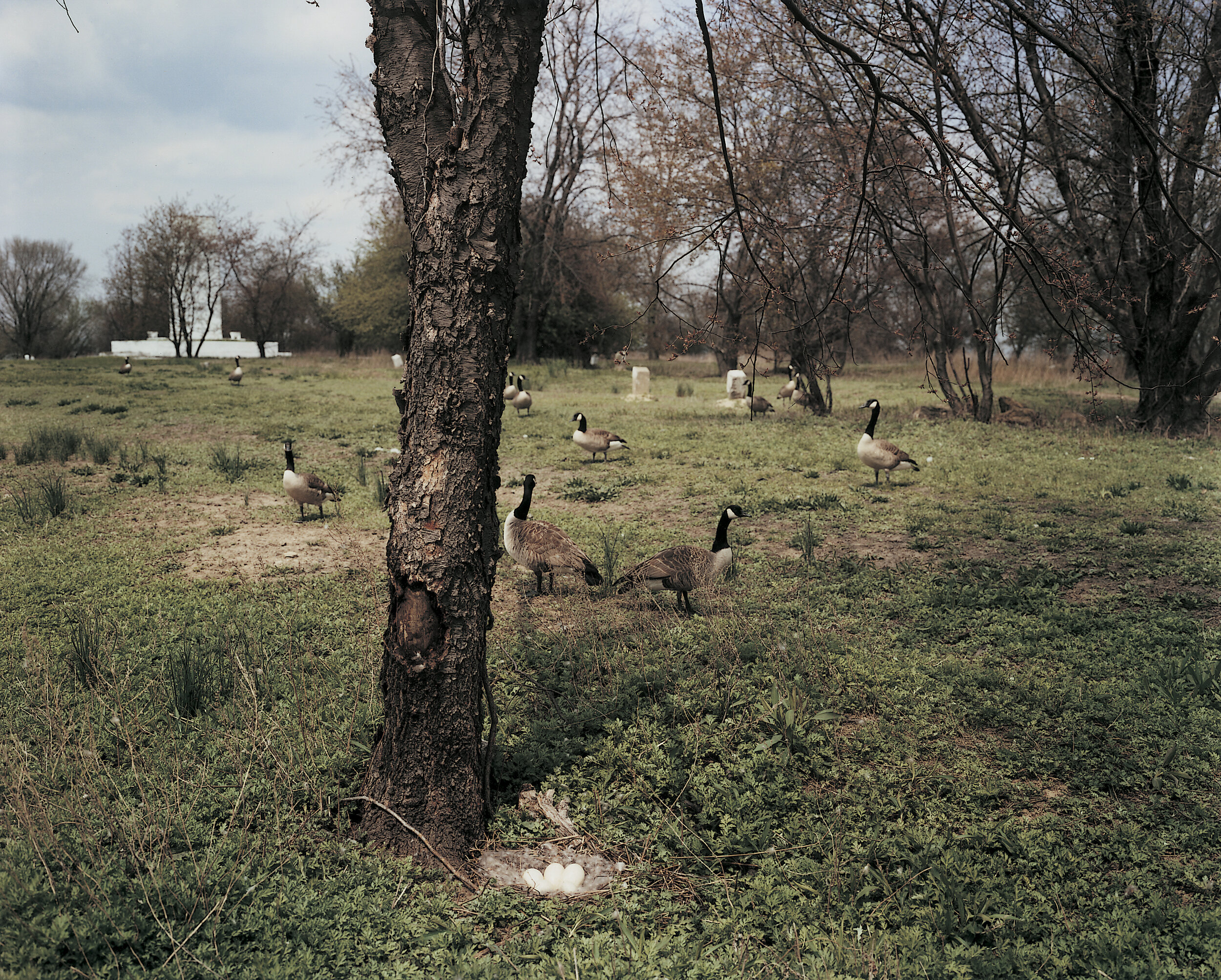 Geese nesting on Cemetery Hill, April 1992