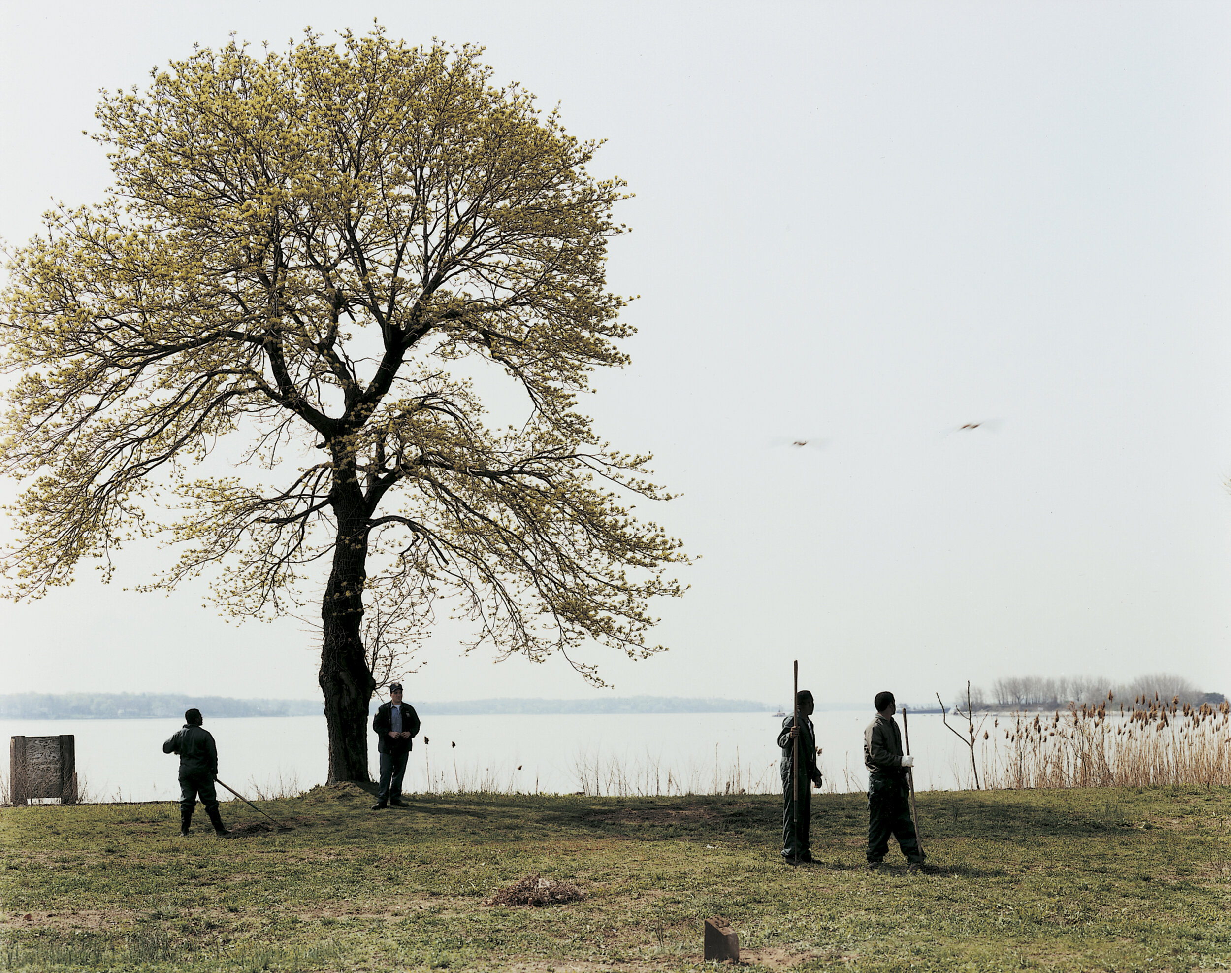 Prisoners watching geese in flight, Potter’s Field, May 1992