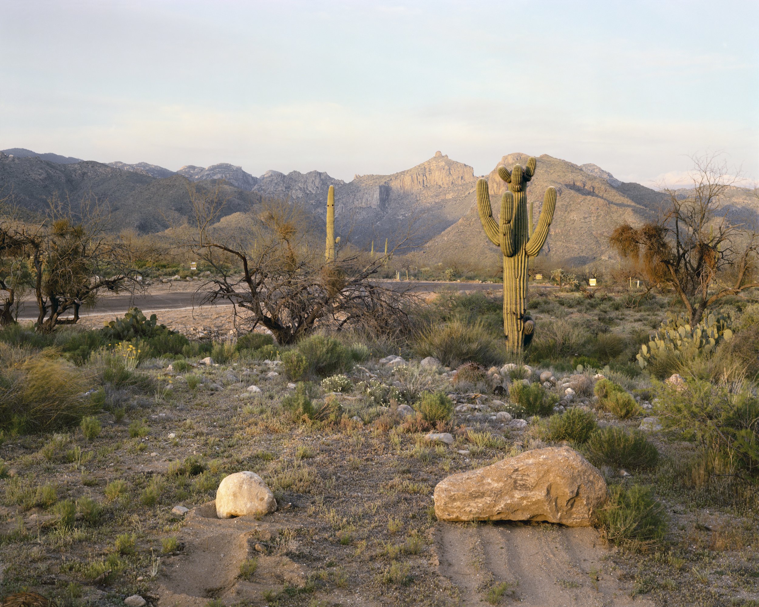 js_18_Tucson_Rocks_2021_ink_48x58F.jpg