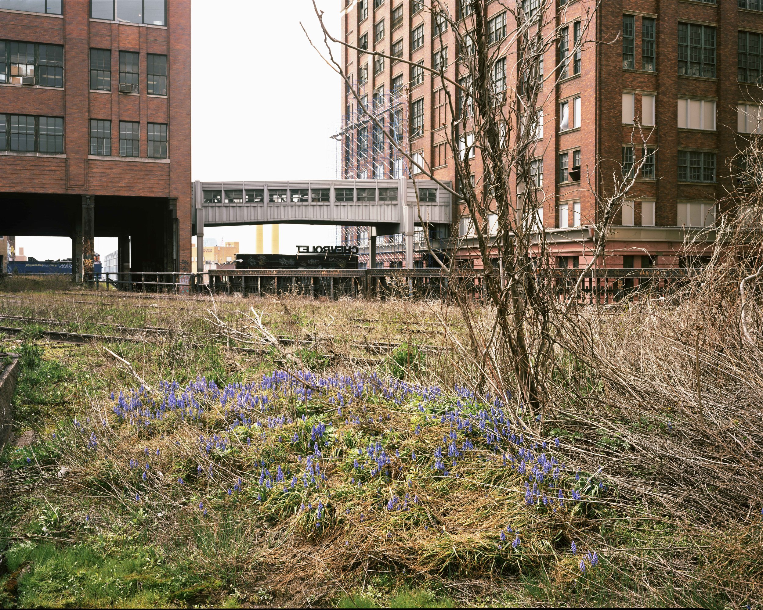 Grape Hyacinth, April 2000