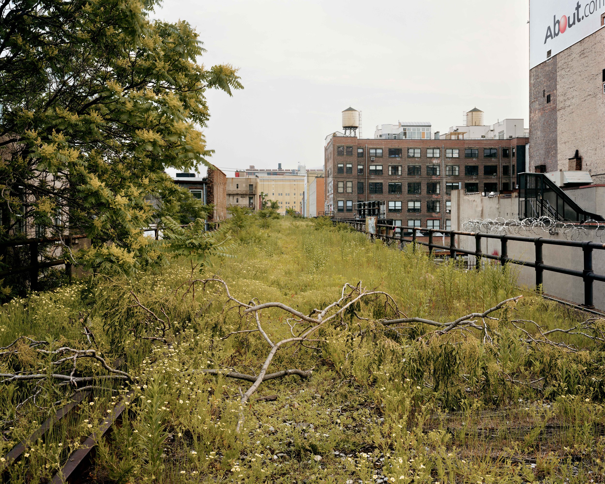 A Branch that Fell on the High Line, July 2000