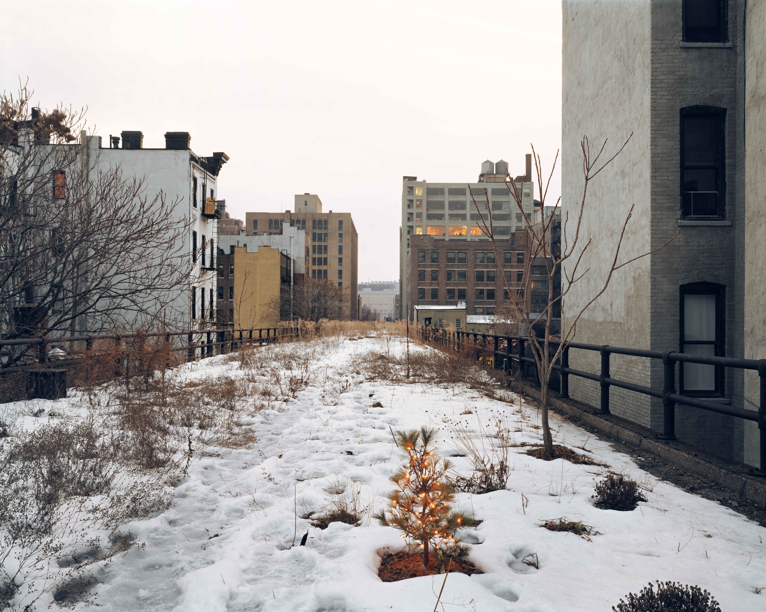 Ken Robson's Christmas Tree, January 2001