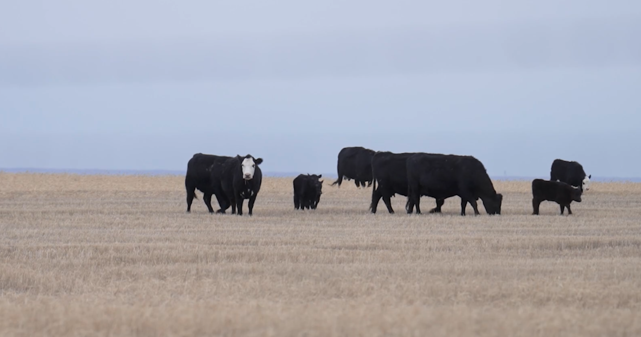 Montana PBS IMPACT Reports: Beef Country or Origin Labeling