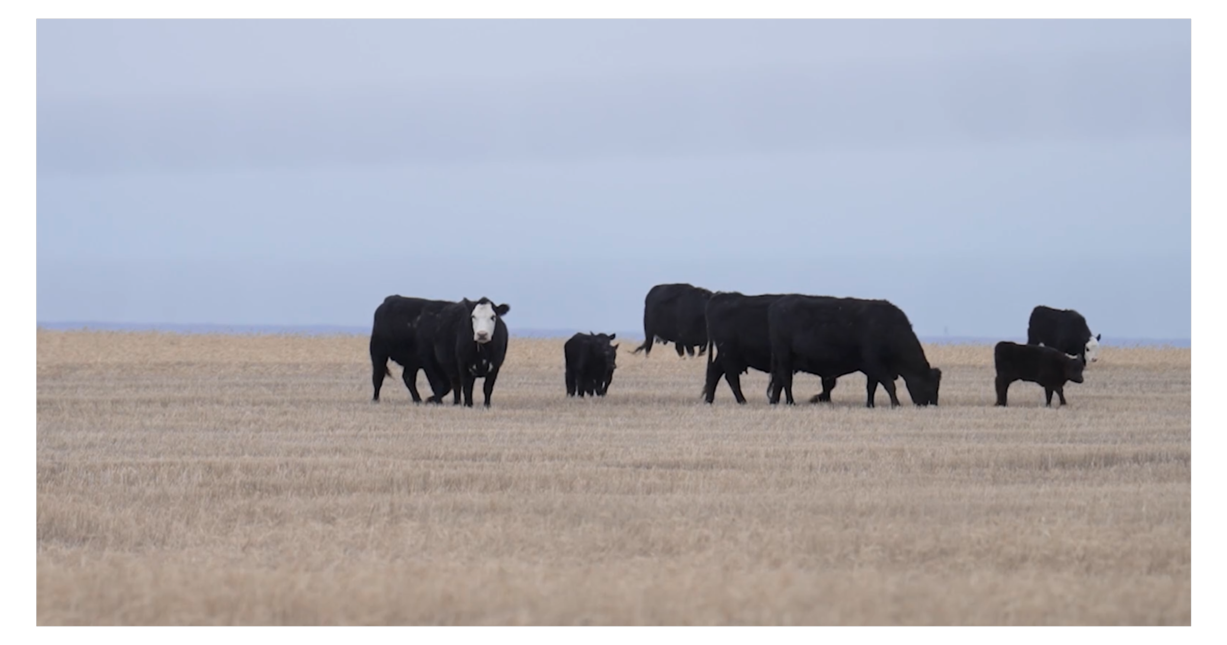 Montana PBS IMPACT Reports: Beef Country or Origin Labeling