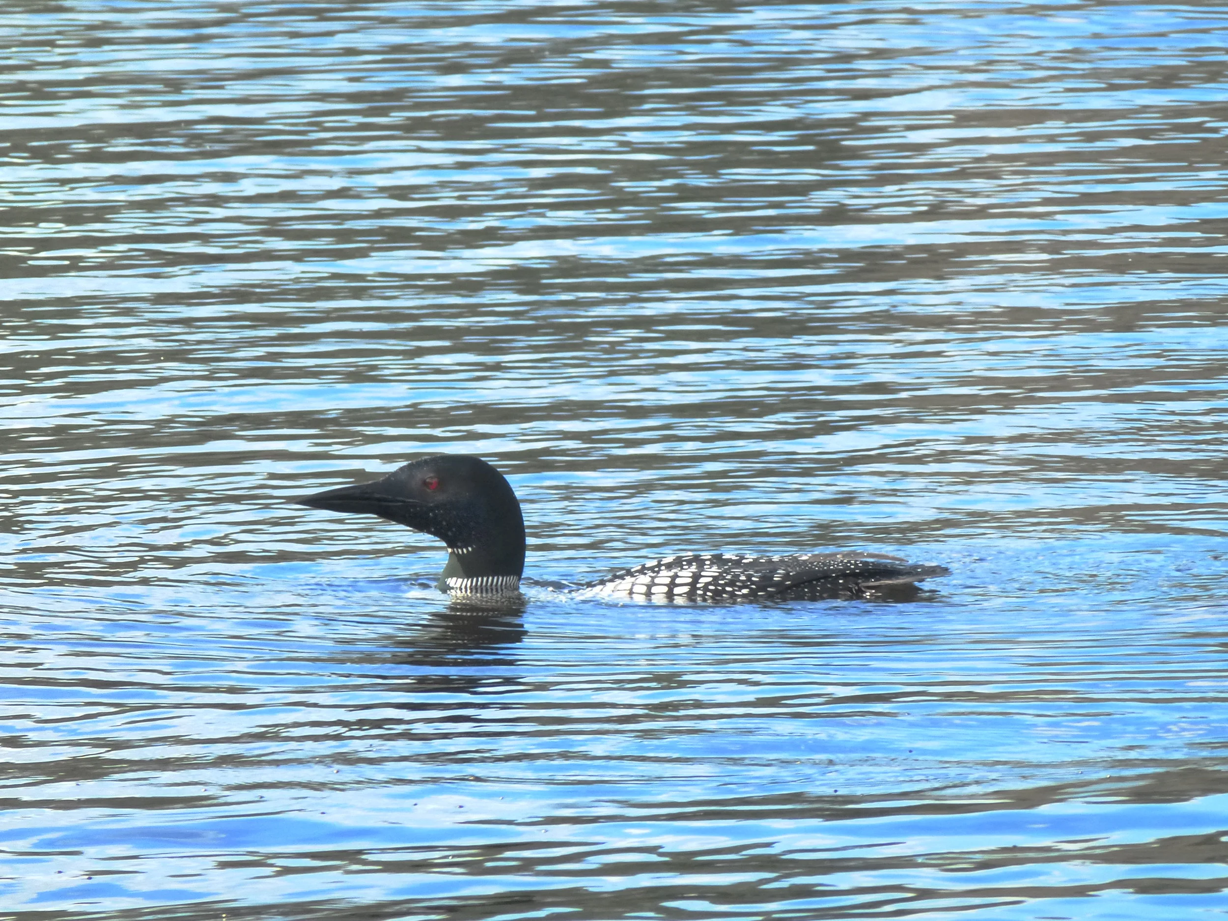 loon 2.JPG