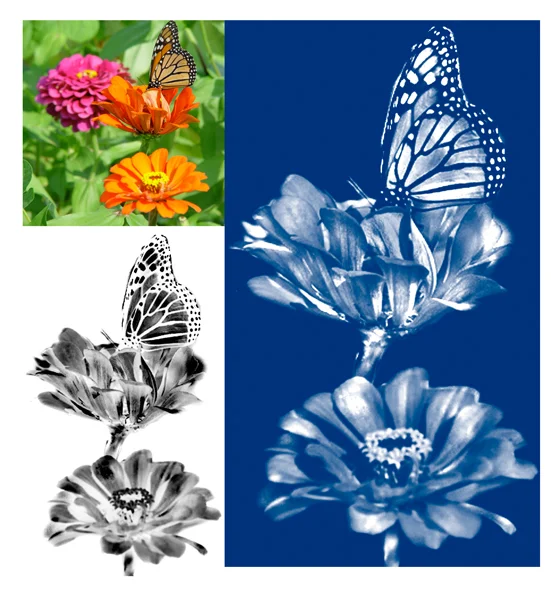 Photos: Original photo, negative, and final cyanotype