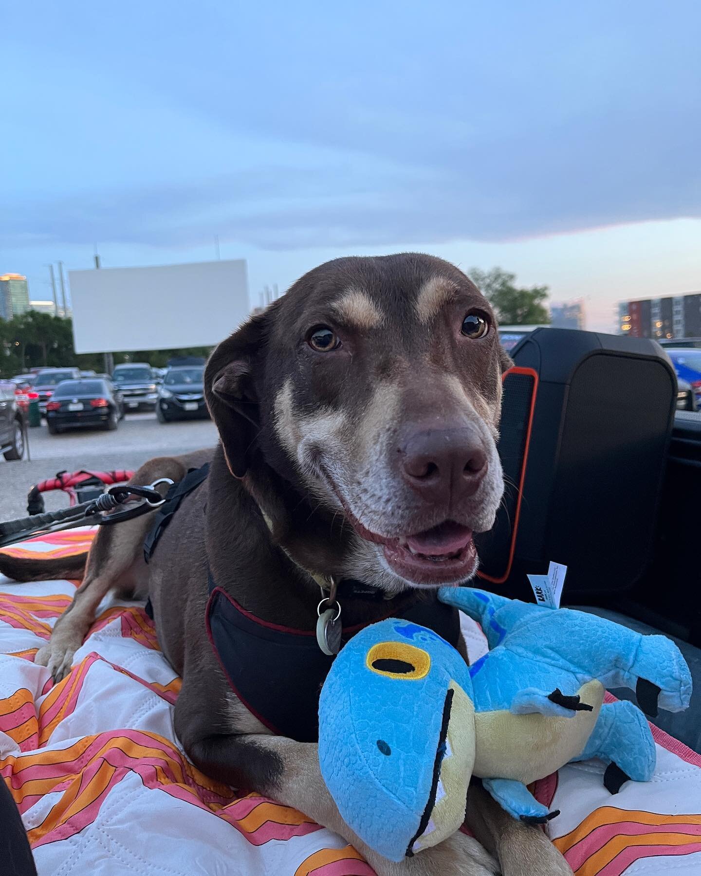 Drive in date night for it&rsquo;s my loves