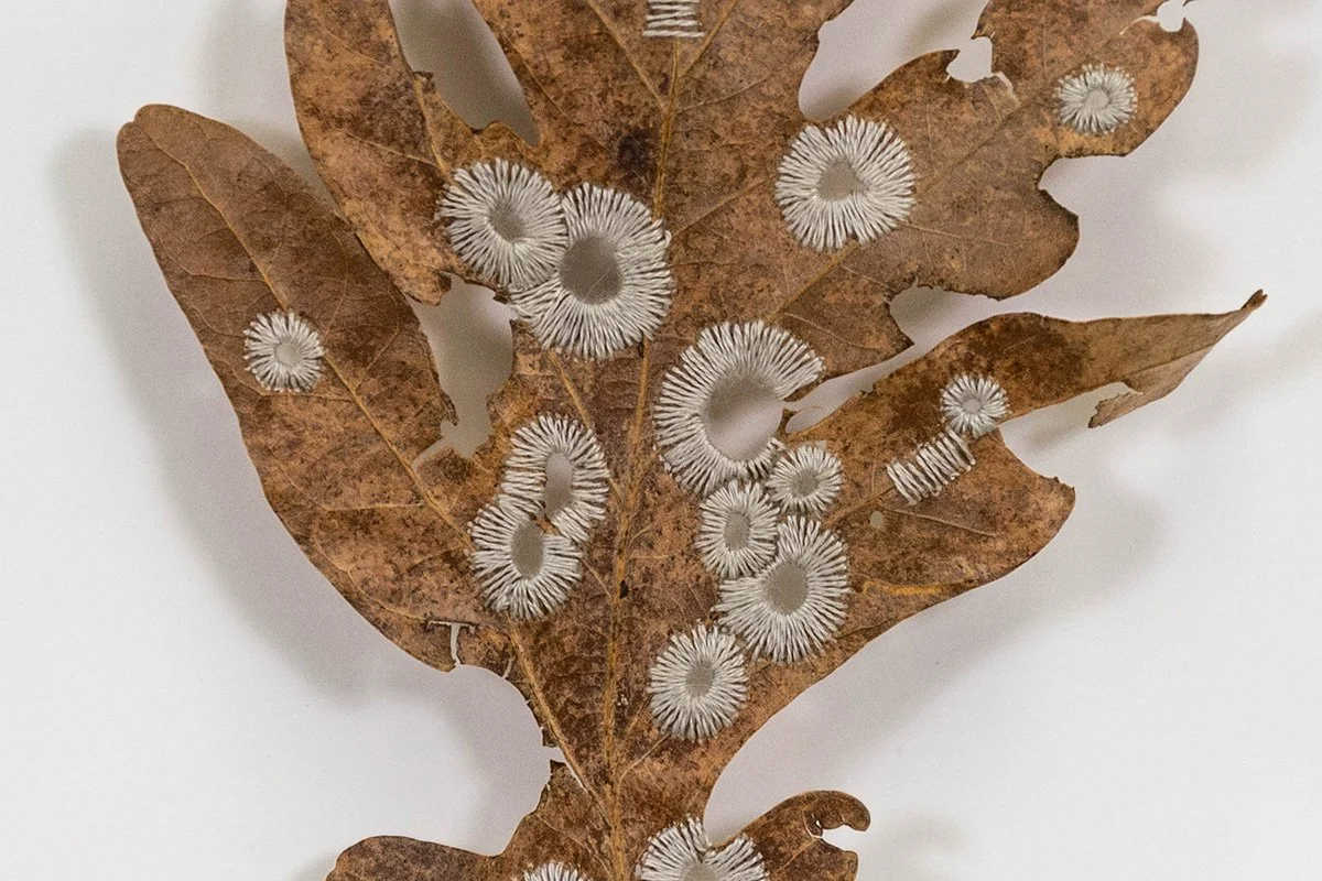 OSL_19_Quercus_alba_THUMB.jpg