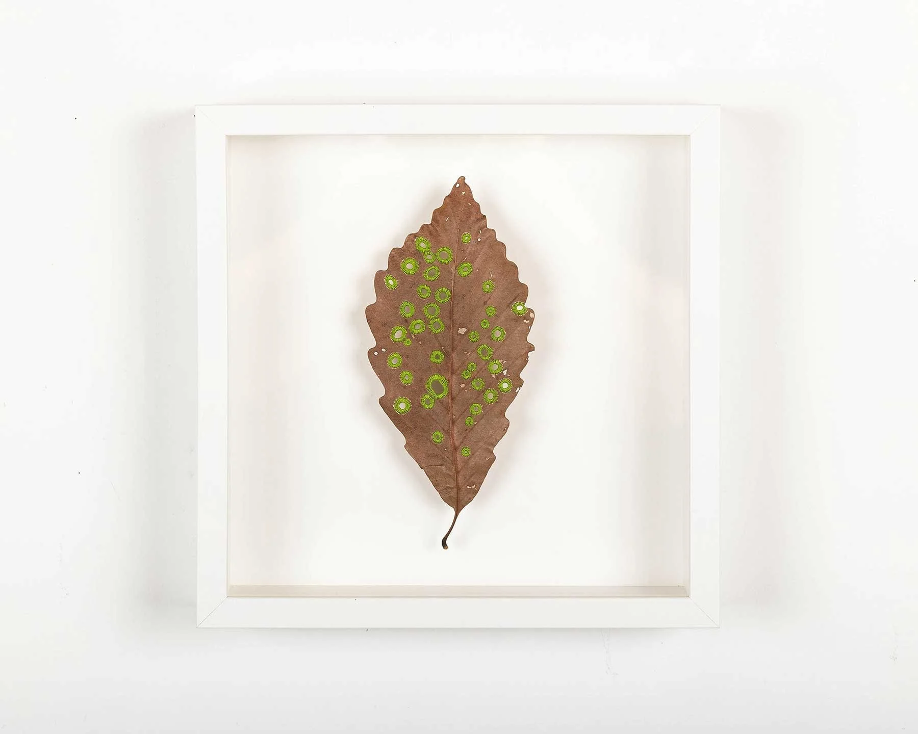 leaves_osls_20_edit_web.jpg