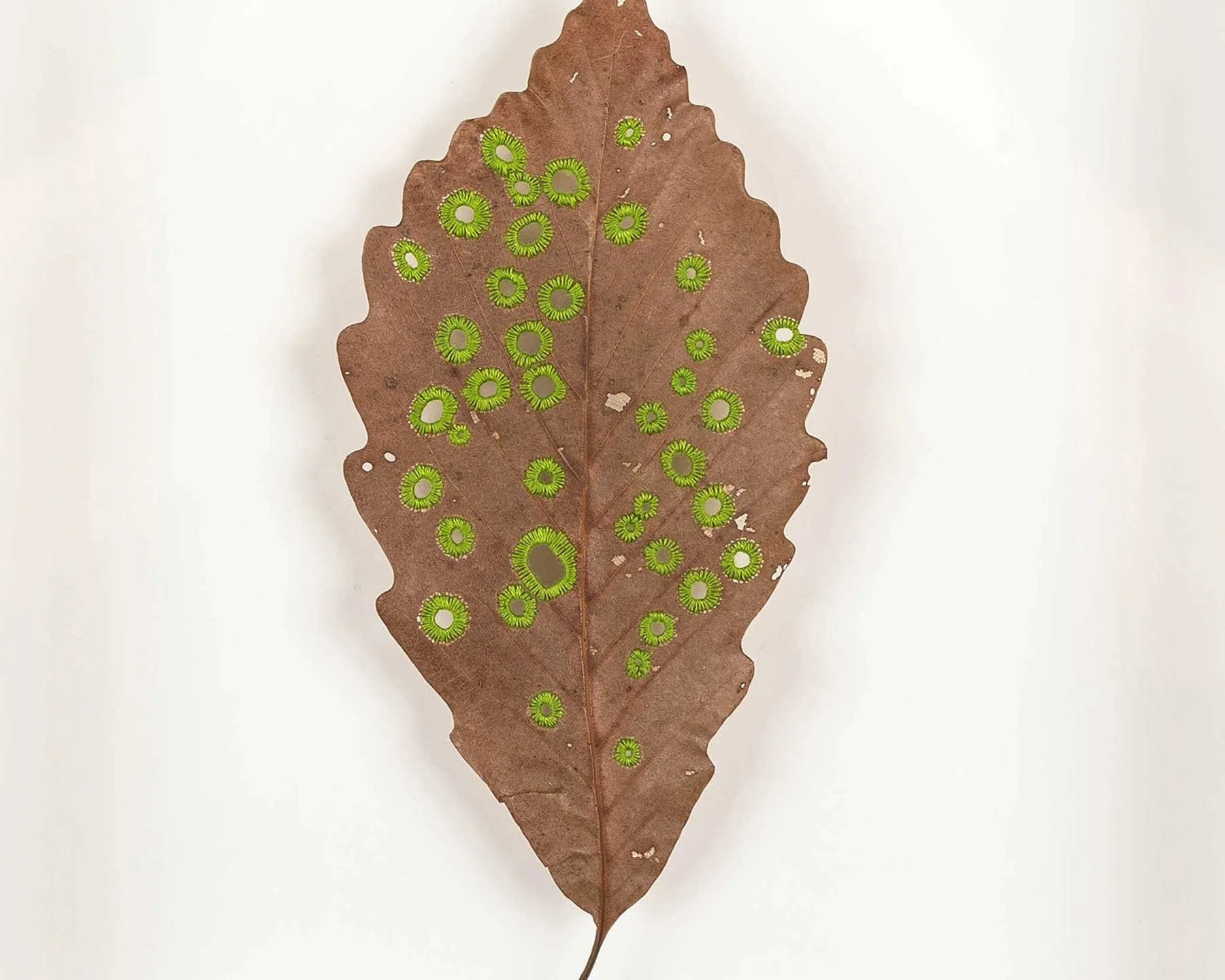 leaves_osls_20_edit_detail_web.jpg