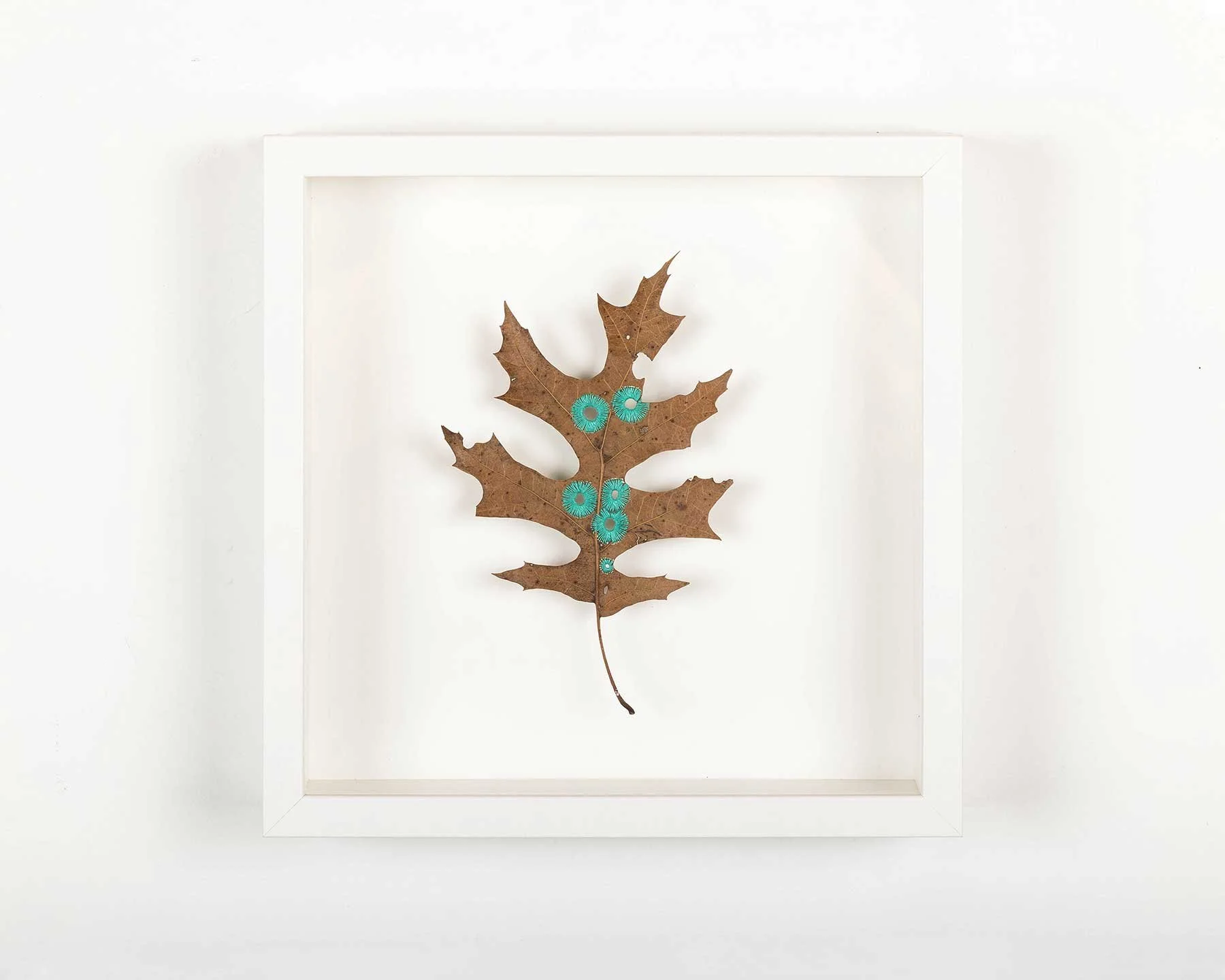leaves_osls_21_edit_web.jpg