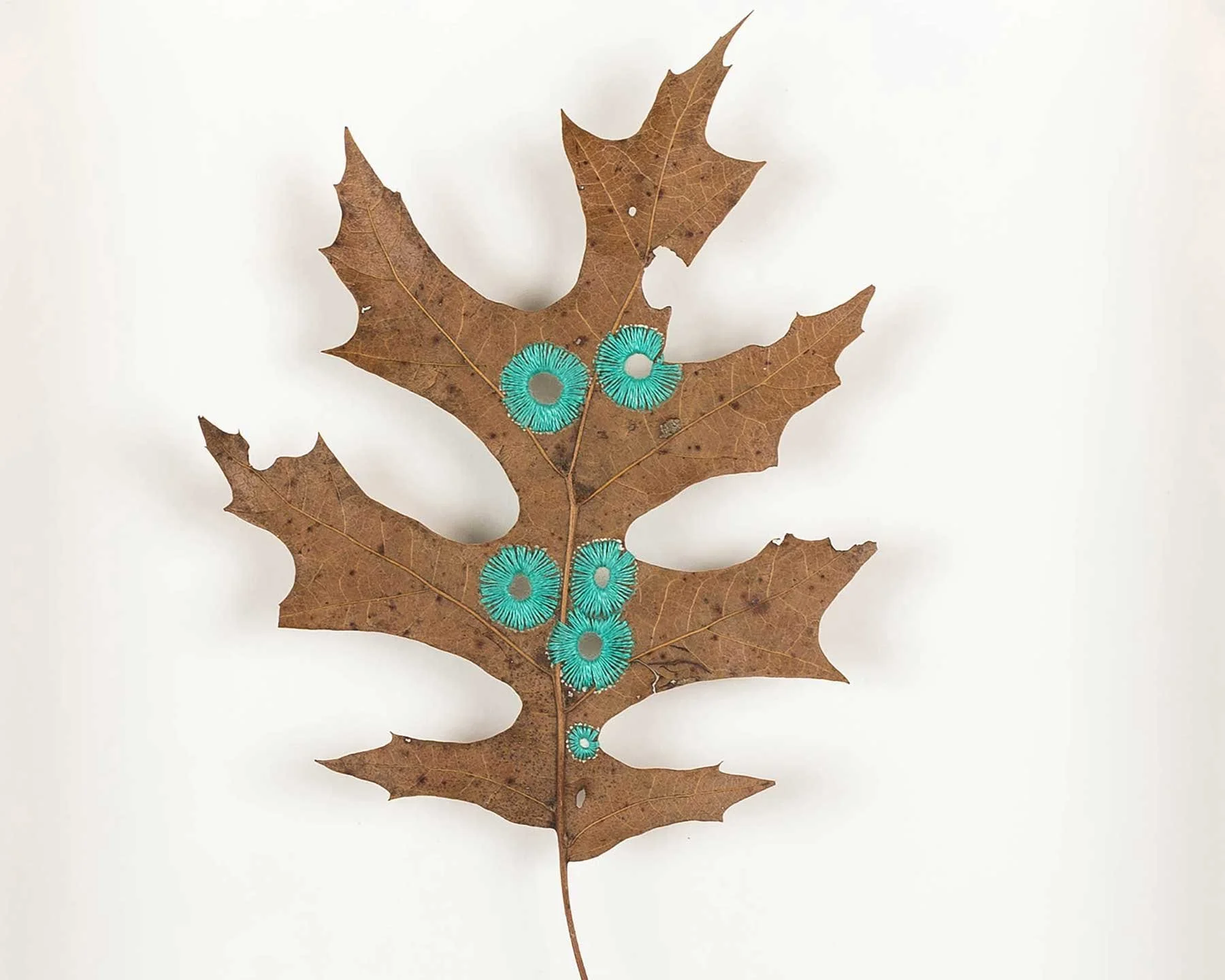 leaves_osls_21_edit_detail_web.jpg
