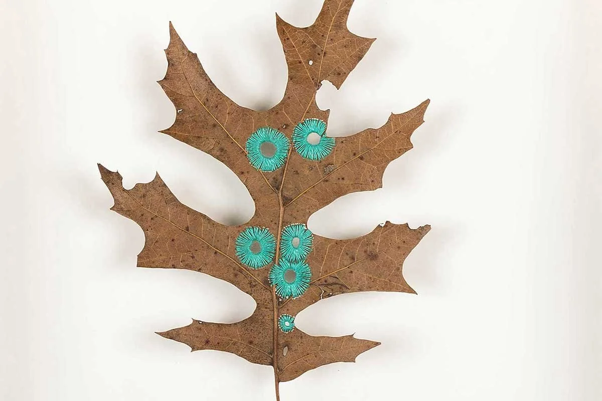 leaves_osls_21_THUMB.jpg