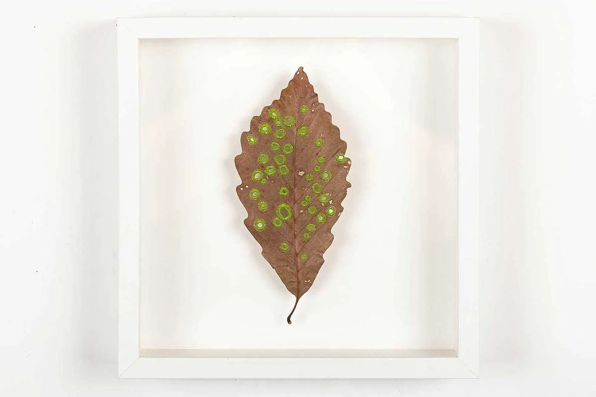 leaves_osls_20_THUMB.jpg