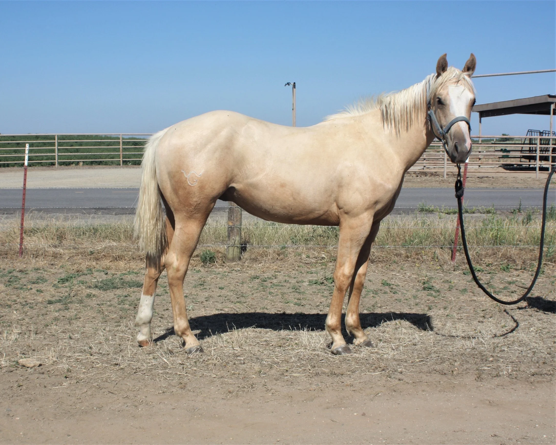 DG Shot O Sugar by Shoot Me Ike & Jill 405 for Sale — Will Gill & Sons