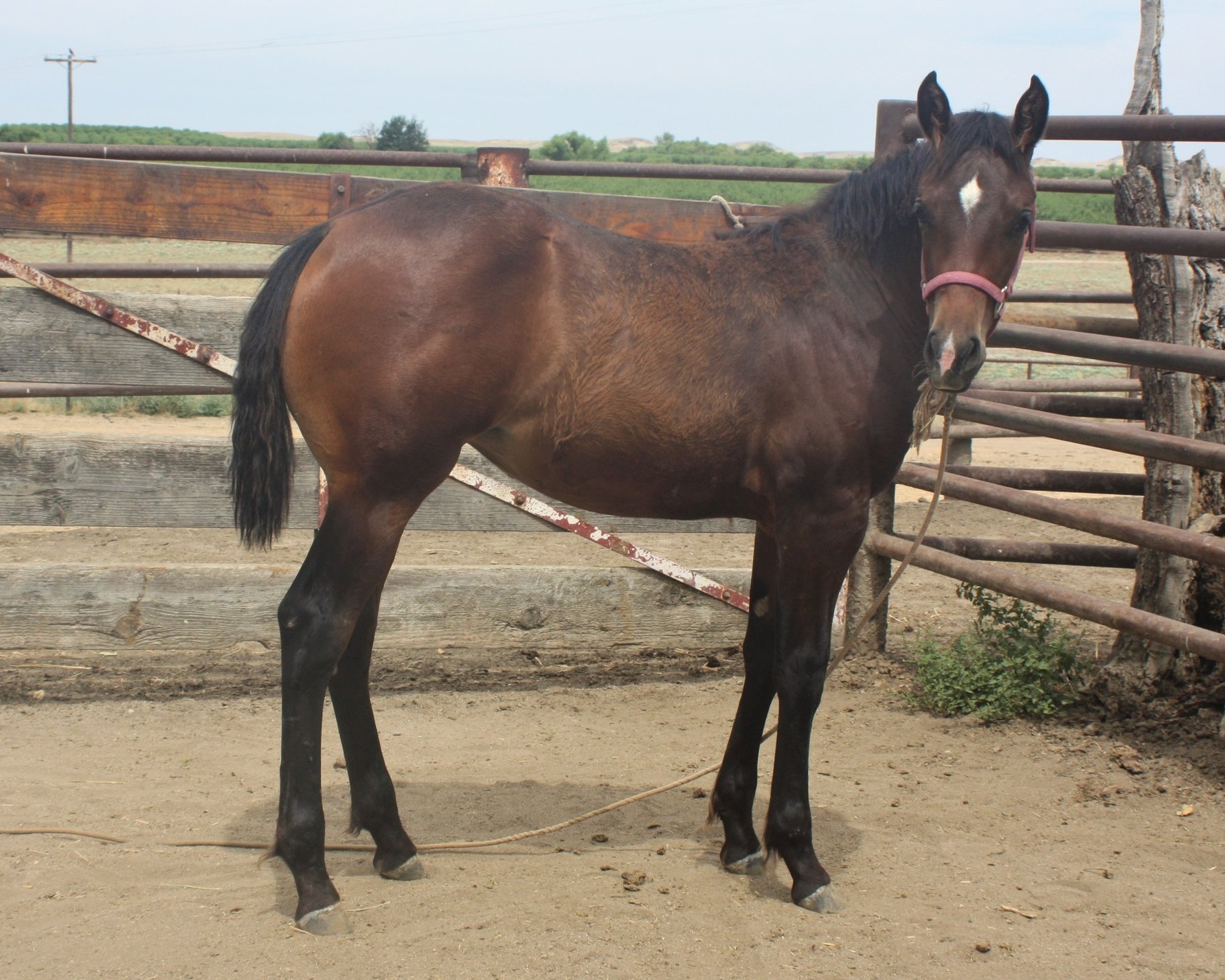 2019 Bay Filly by Lights Out Ike &amp; Ms Cactus Starlight