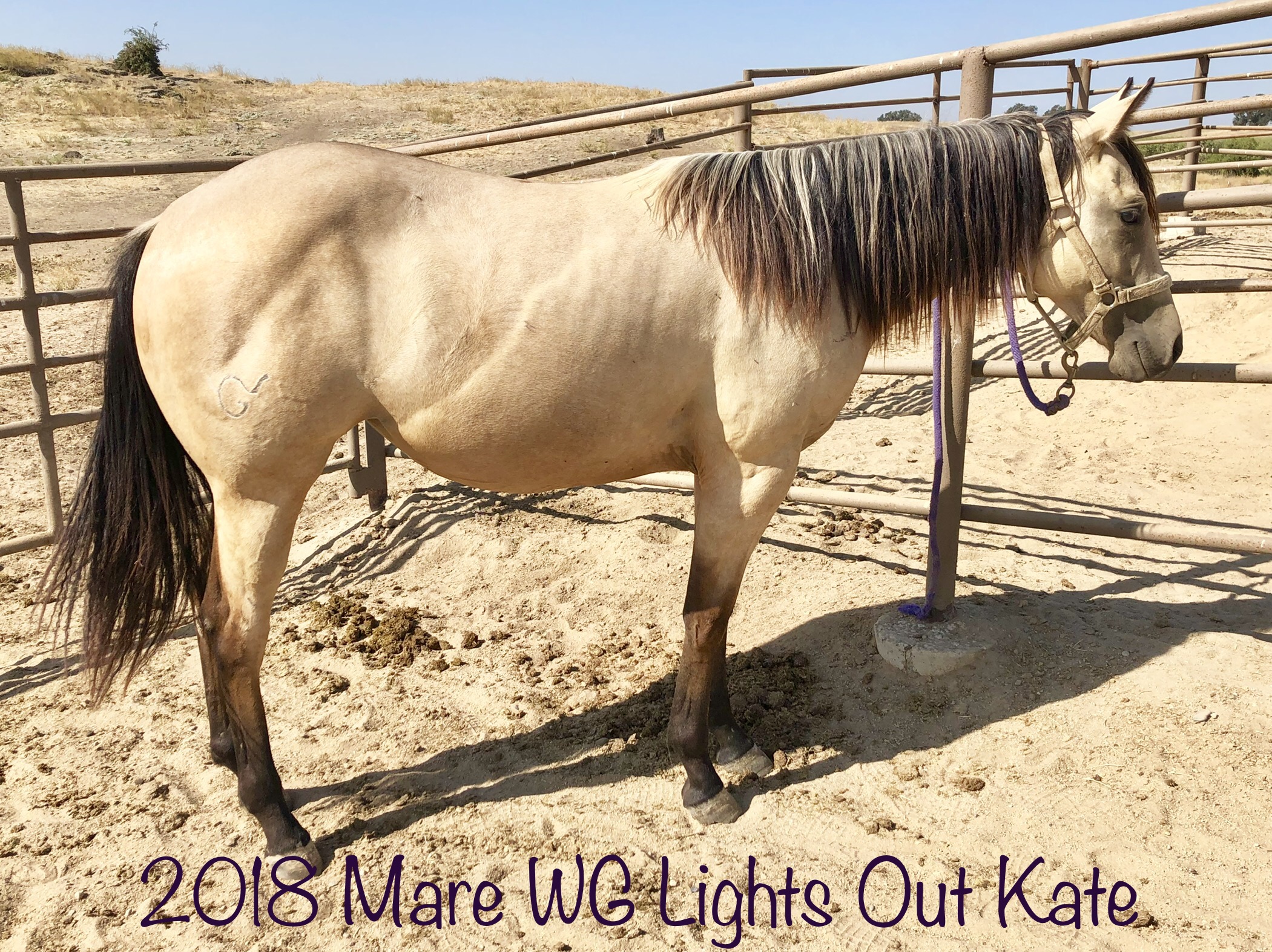 2018 Buckskin mare WG Lights Out Kate.jpg