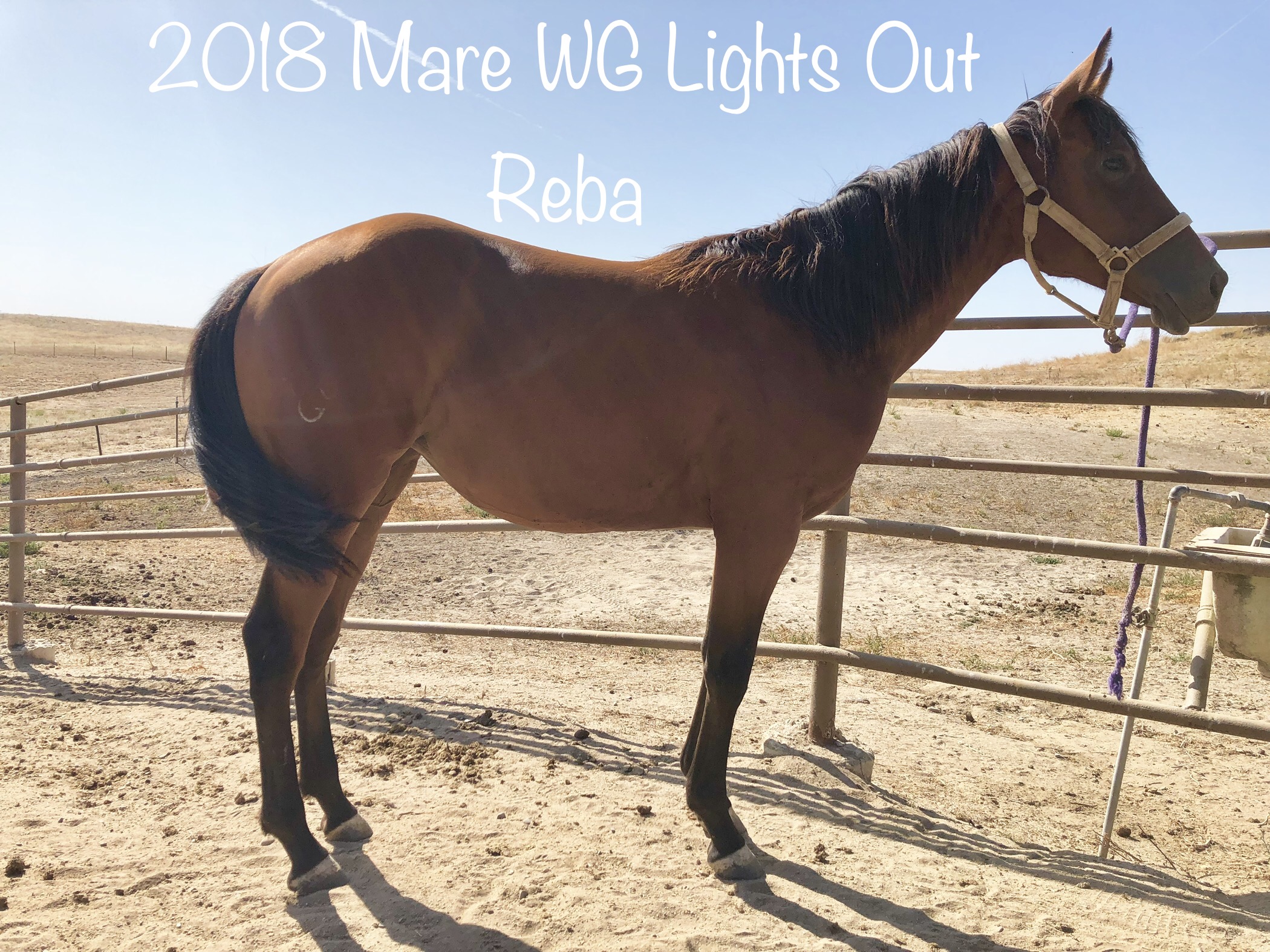 2018 Bay Mare WG Lights Out Reba.jpg