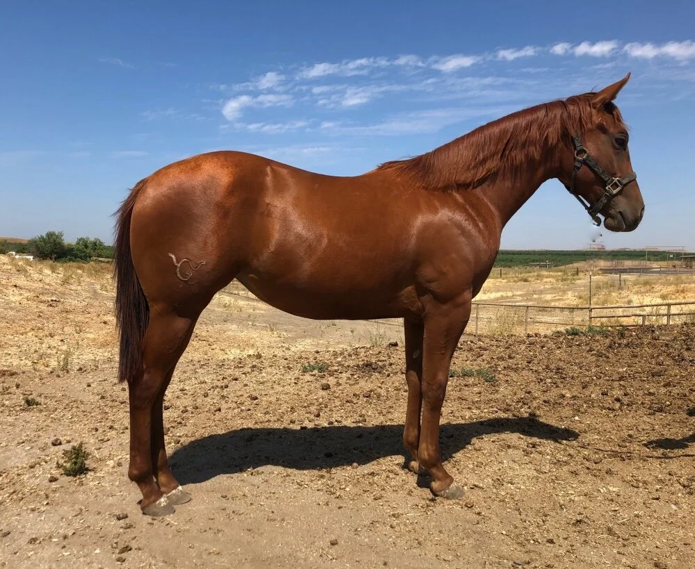 WG Sheza Real Pistol