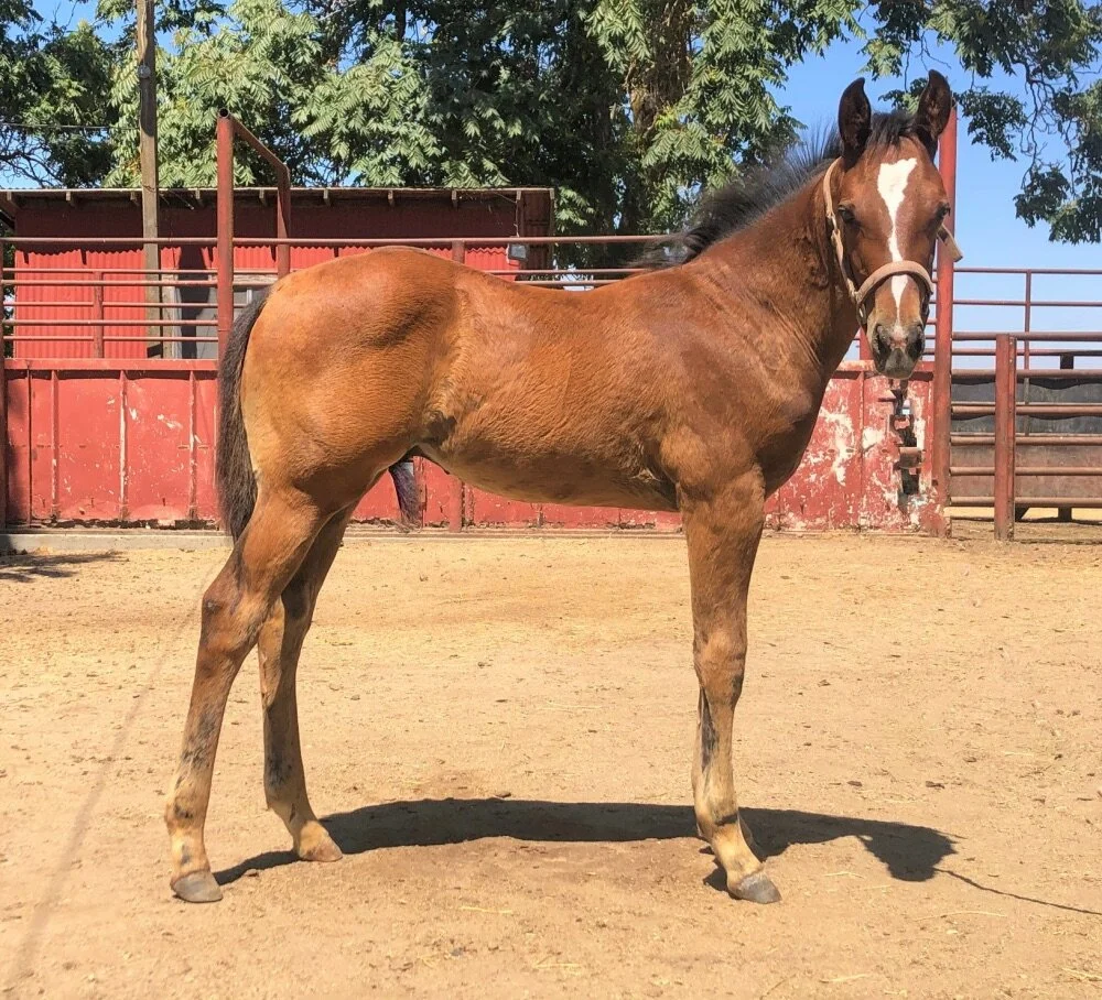2021 Bay Colt