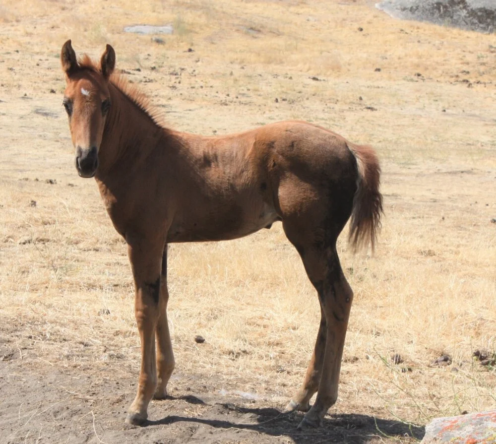 2021 Sorrel Colt 