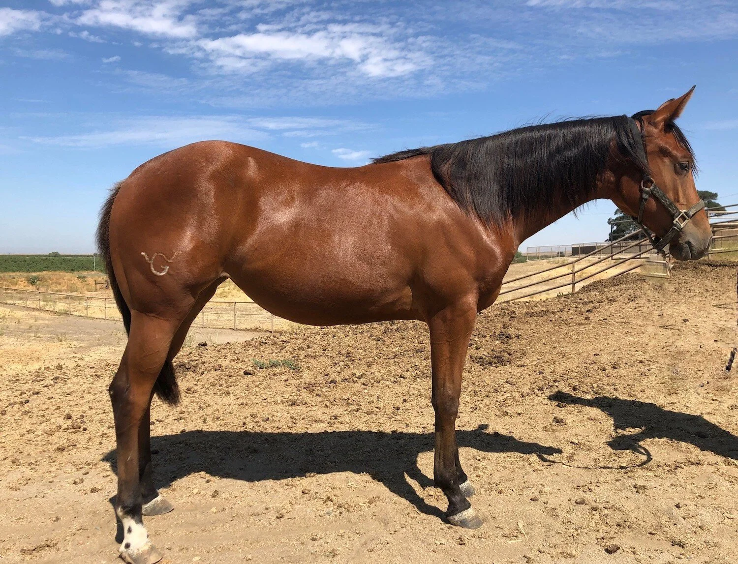 WG Shootin the Sugar