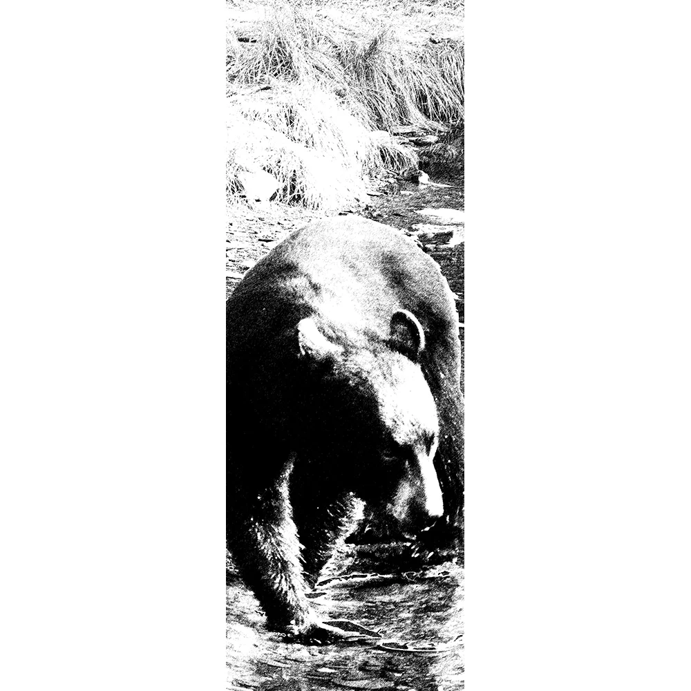 Bear.jpg