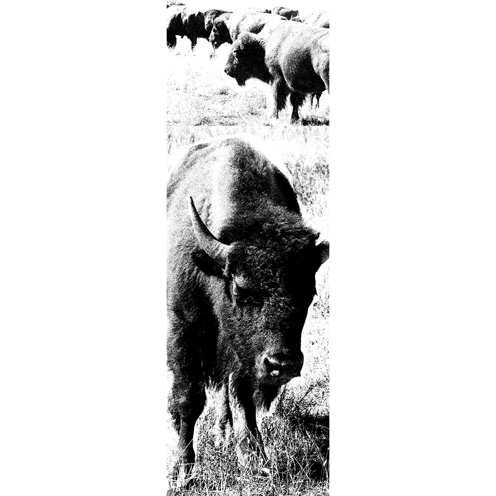 Buffalo.jpg