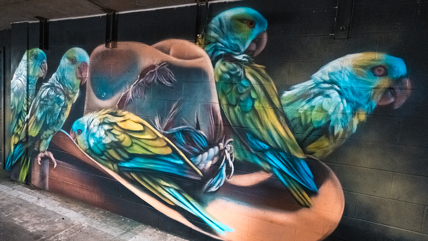 Music Lane - Candy Kou - Parrot Mural-11.png