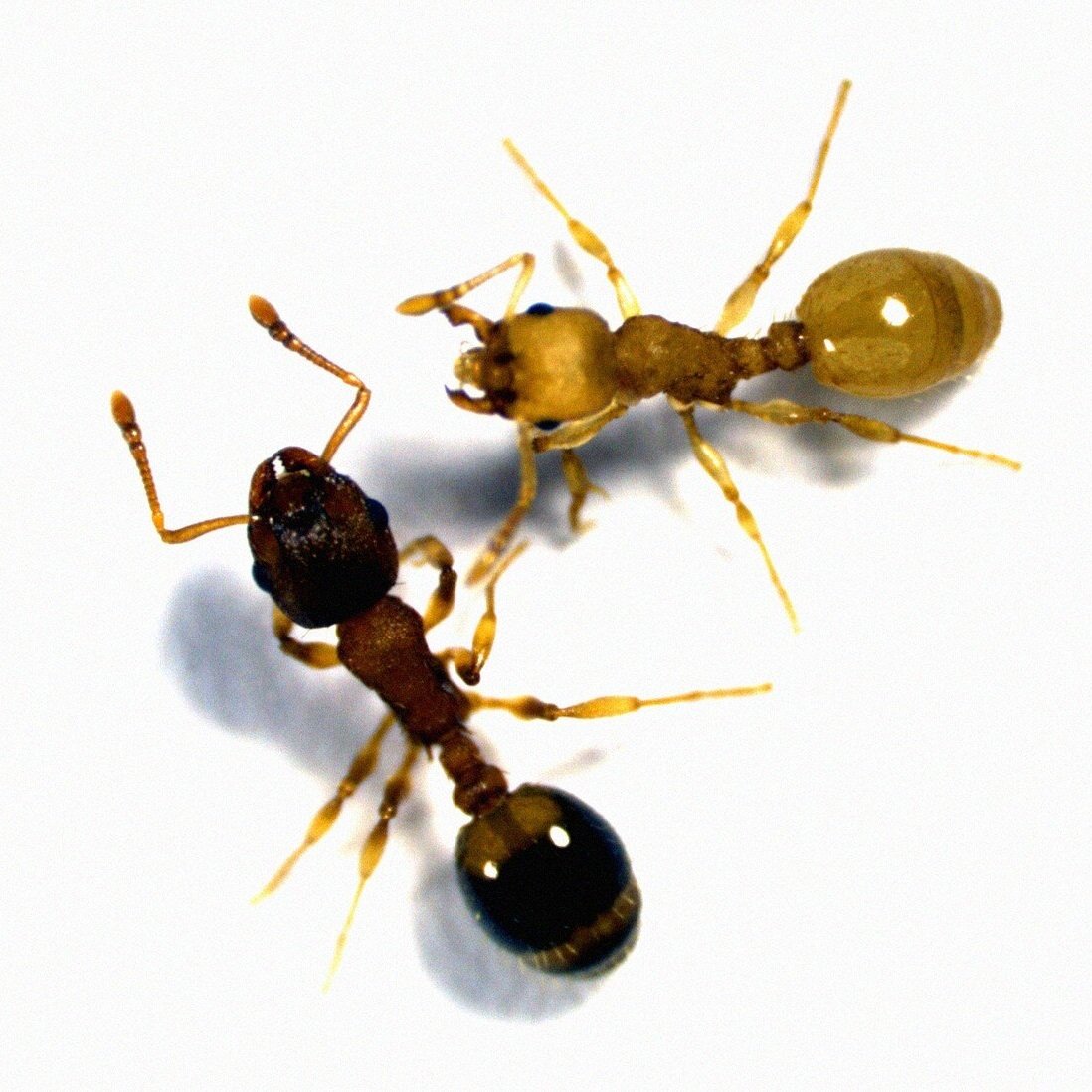 Муравьев заболела. Темноторакс муравьи. Temnothorax corticalis. Temnothorax clypeatus что едят. 2 Ants 1 President.