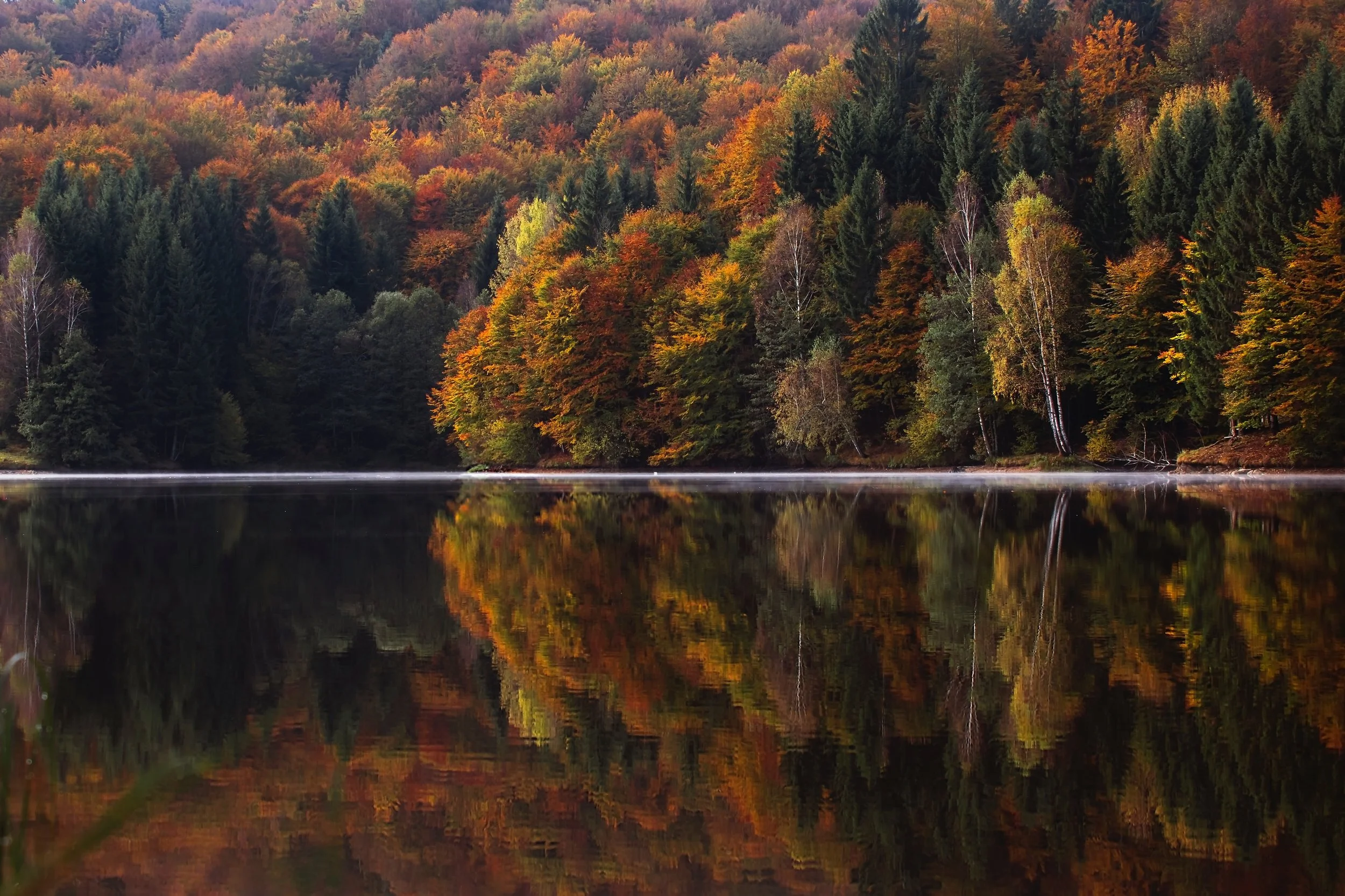 autumnal-colorful-conifer-217120.jpg