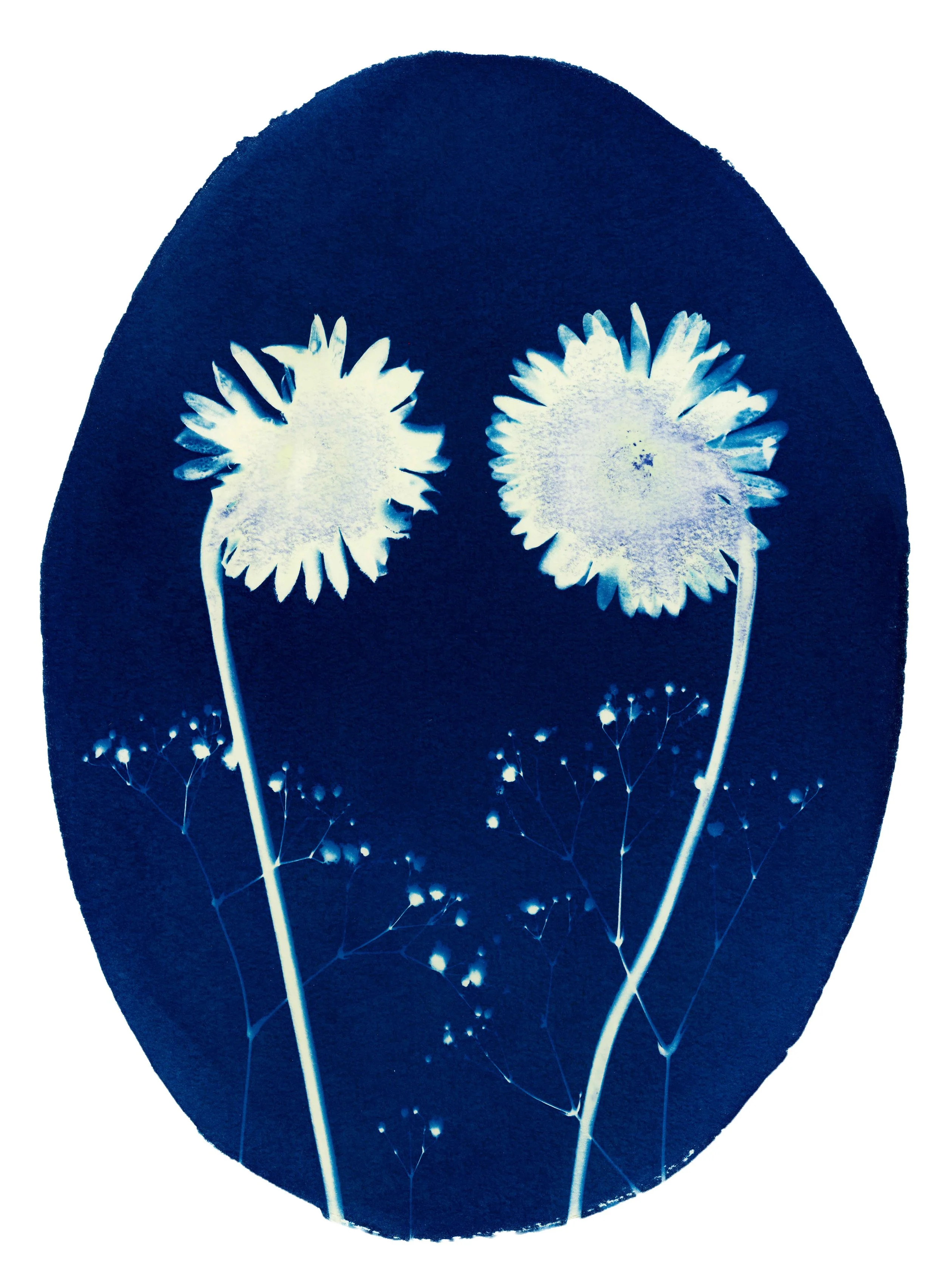 A blue and white cyanotype with flowers. The flowers mirror each other.