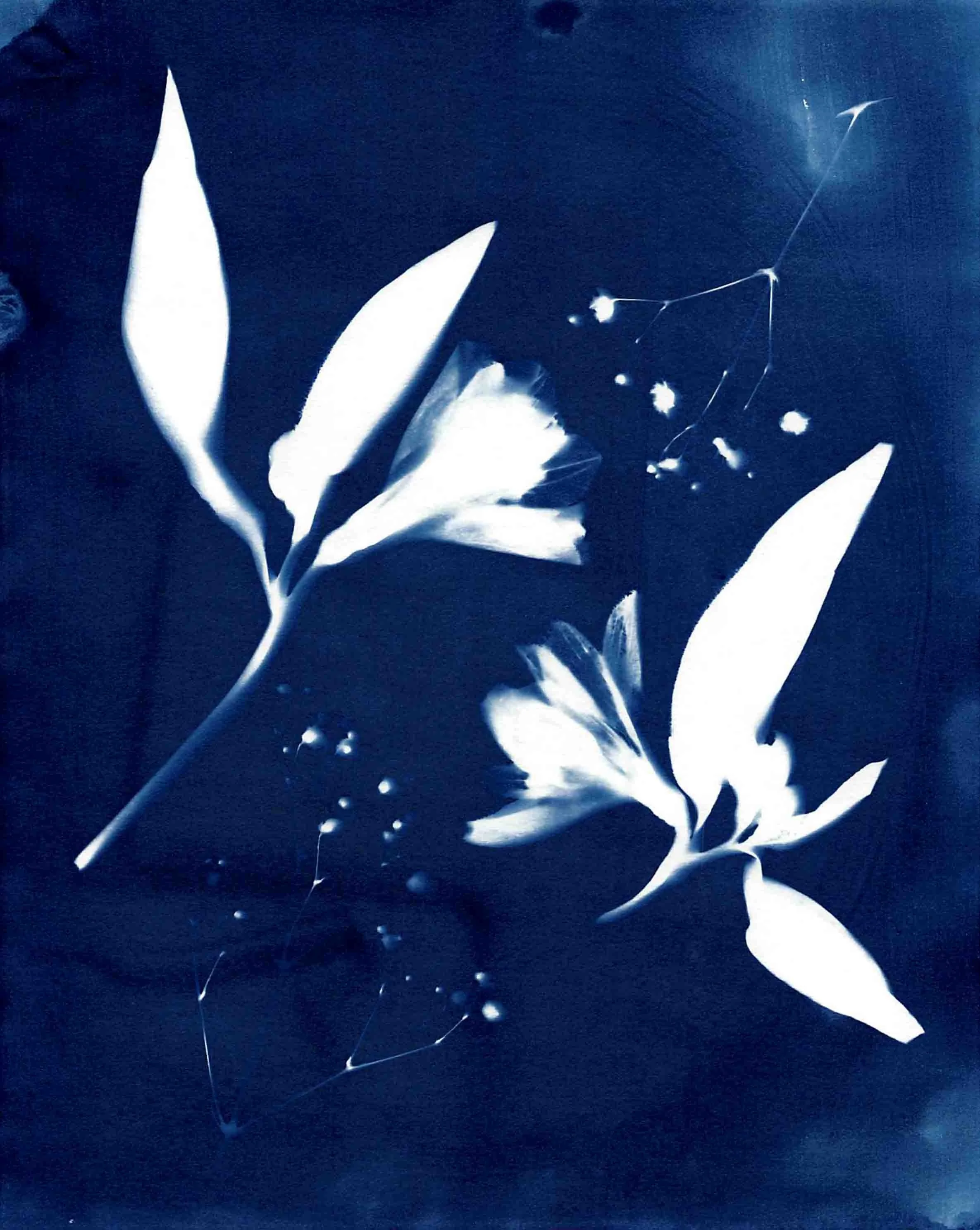 A monochromatic, high-contrast cyanotype of two flowers with elongated leaves.