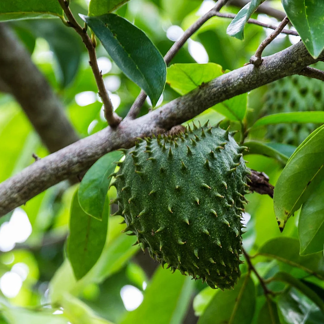 Food, Soursop - Adrian Lawrence 2.0.jpg