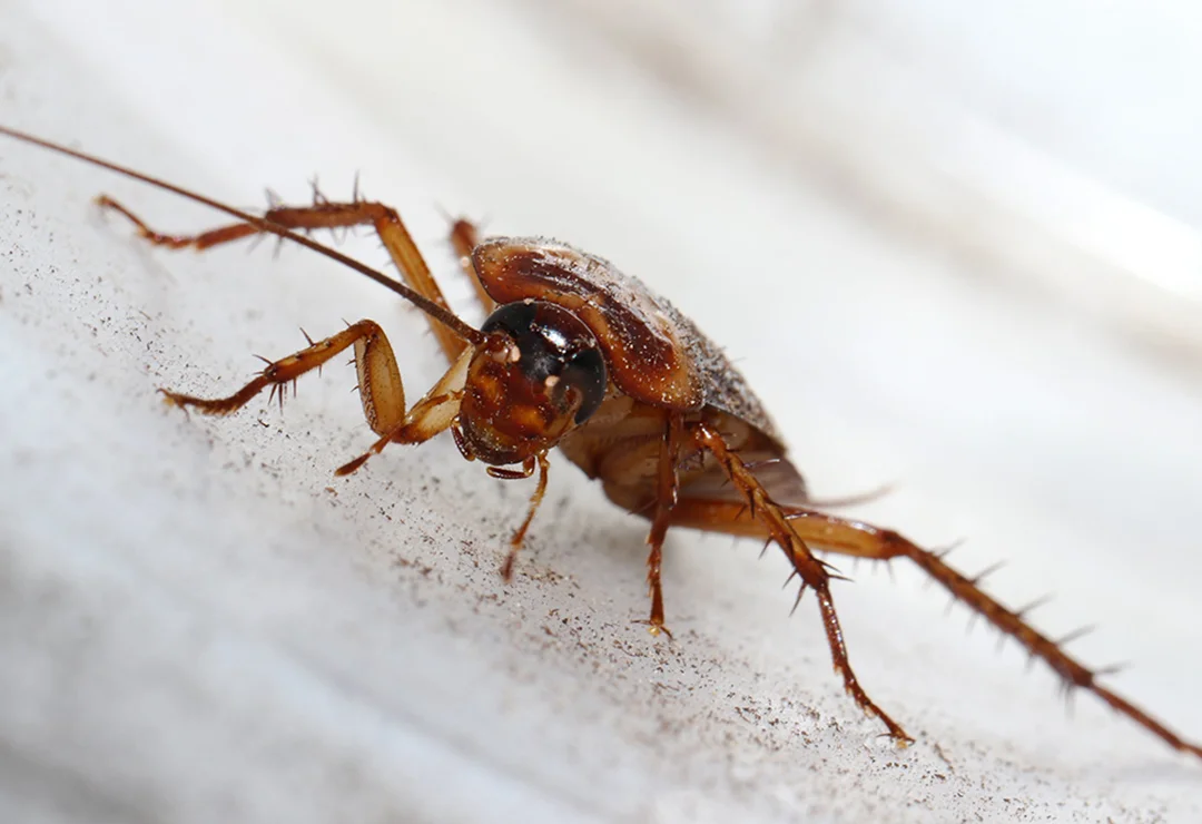 Cockroach - siamesepuppy 2.0.jpg