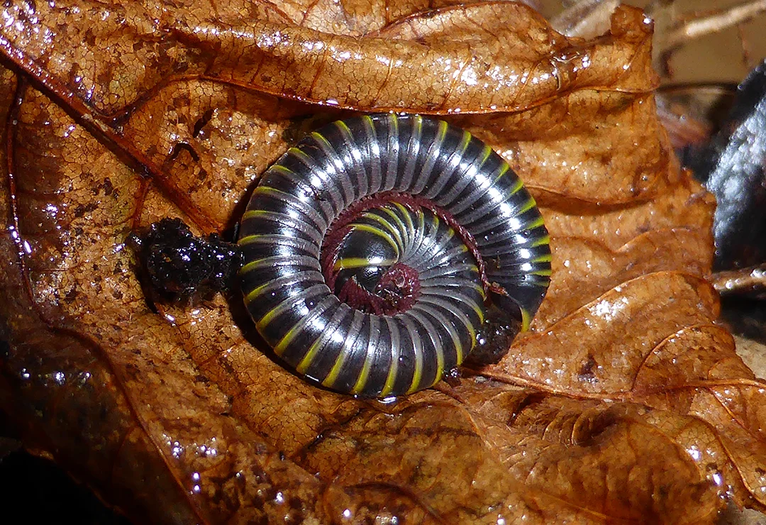 Millipede - Eveha 3.0.jpg