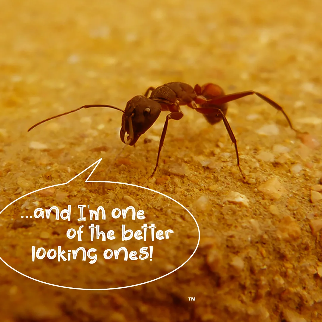 Wiggly Bugs Header 2 .jpg