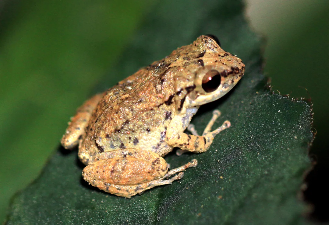 Lesser Antillean Whistling Frog - Charles J Sharp 4.0.jpg