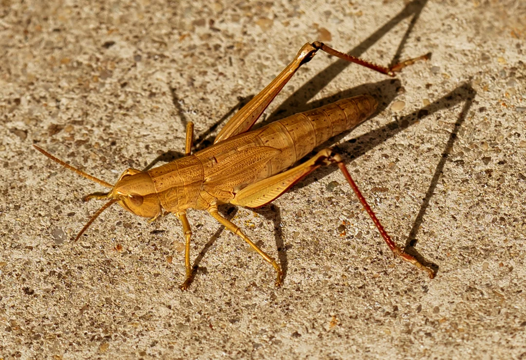 Cricket - Christopher Henry 2.0.jpg