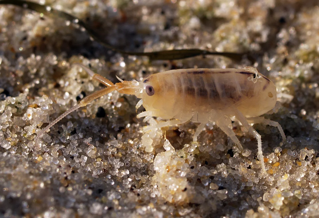 Sand Flea - Arnold Paul 2.5.jpg