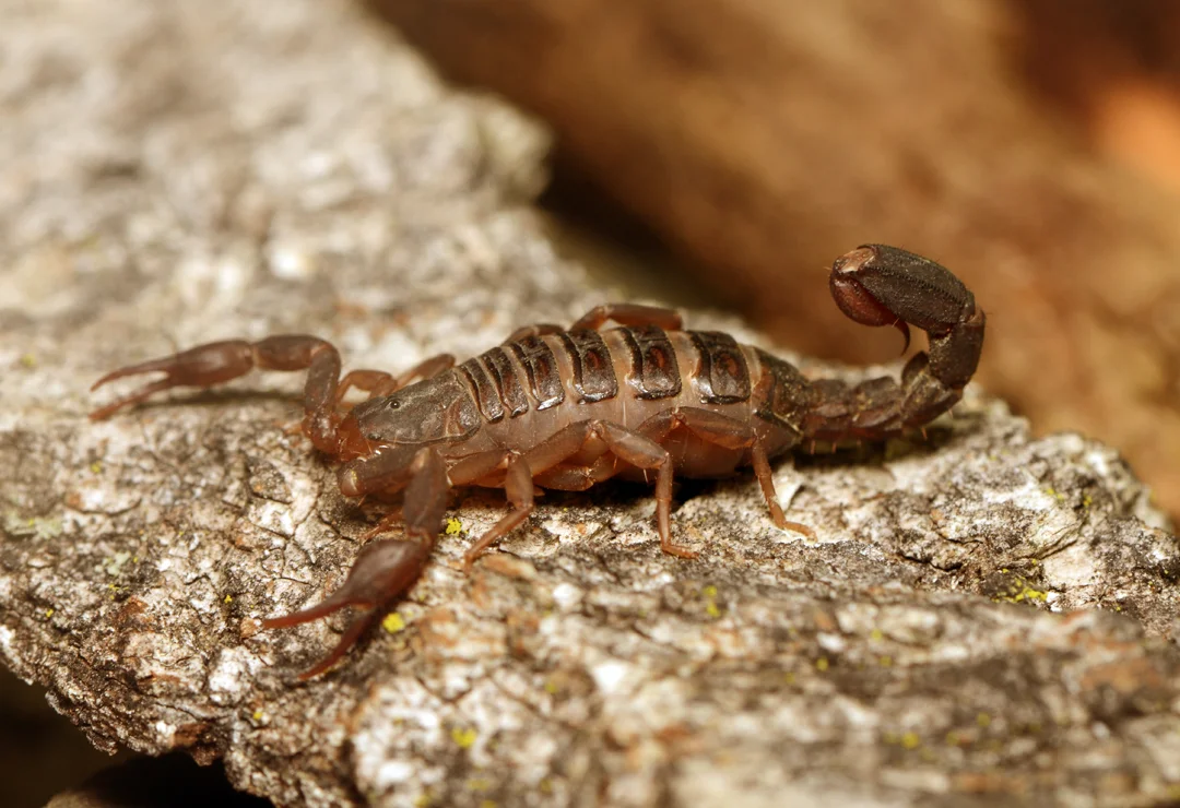 Pregnant Scorpion - Holley and Chris Melton 2.0.jpg